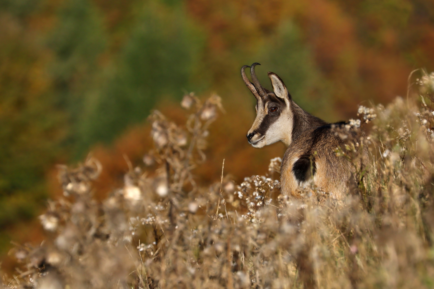 E arrivato l'autunno