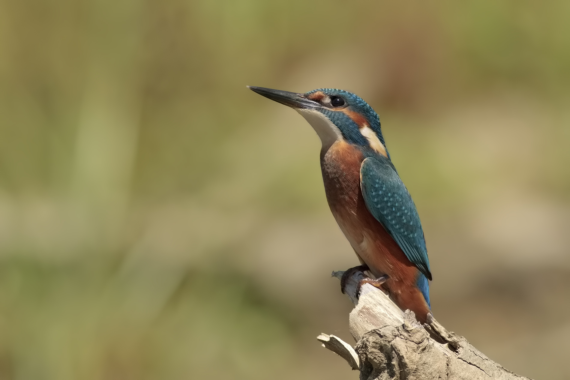 Kingfisher