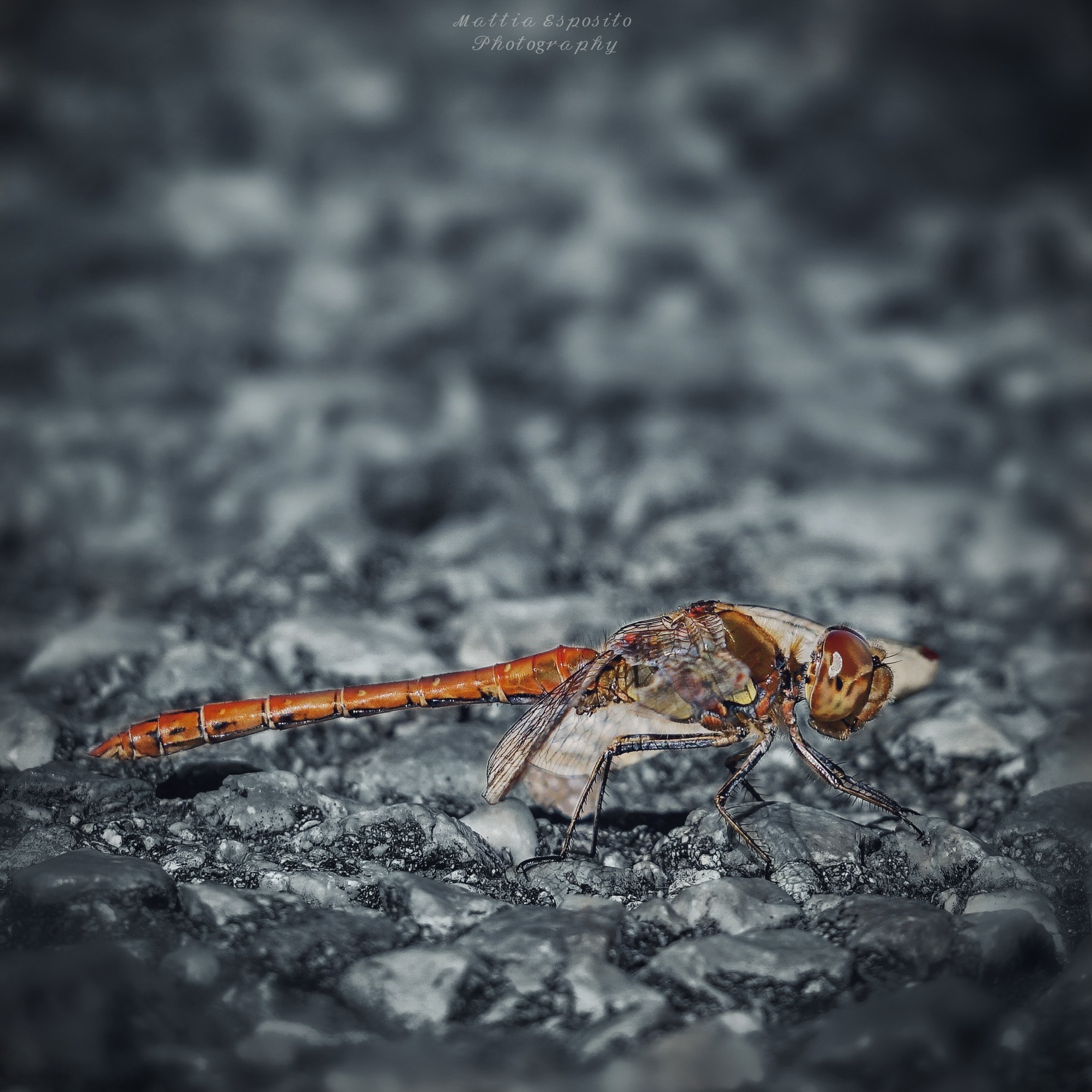 Let's learn how to do the plank...