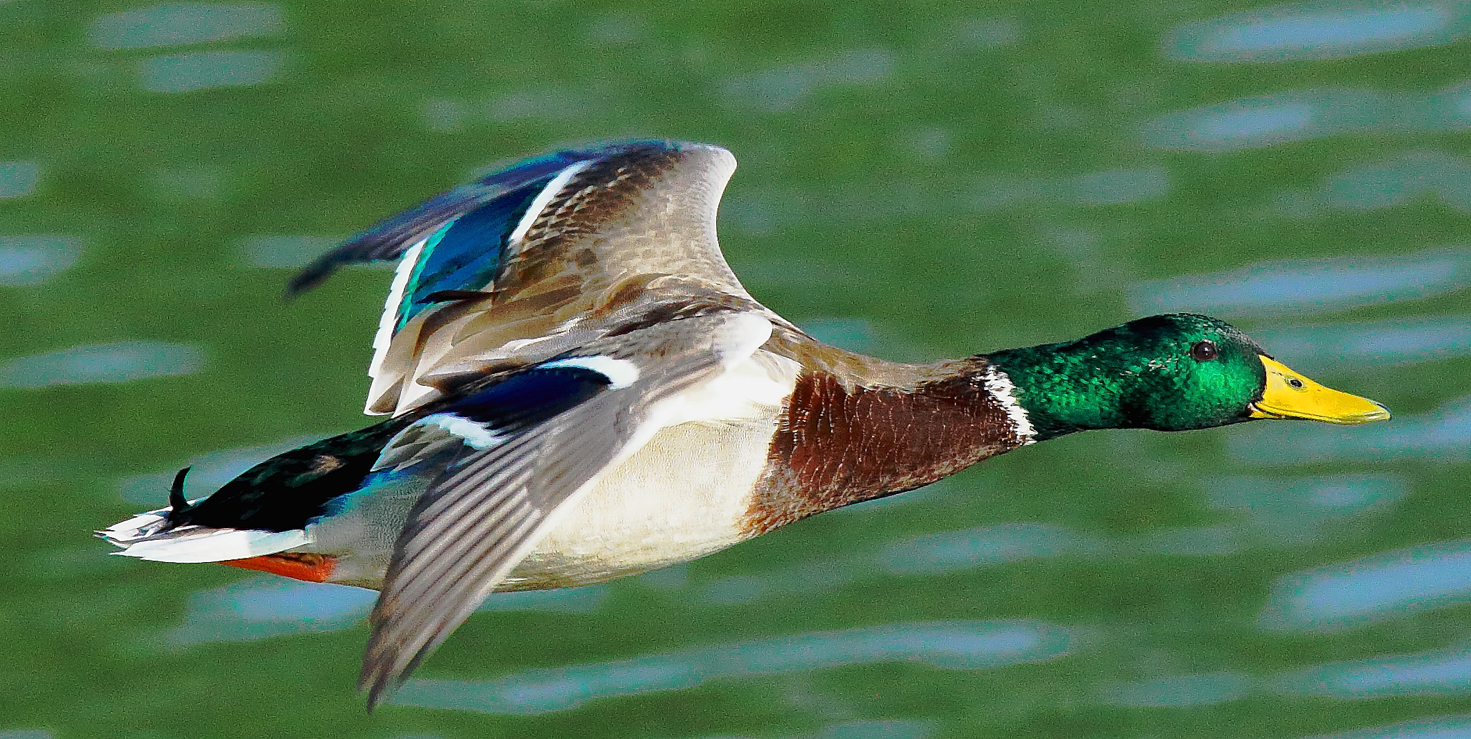 anatra germano maschio