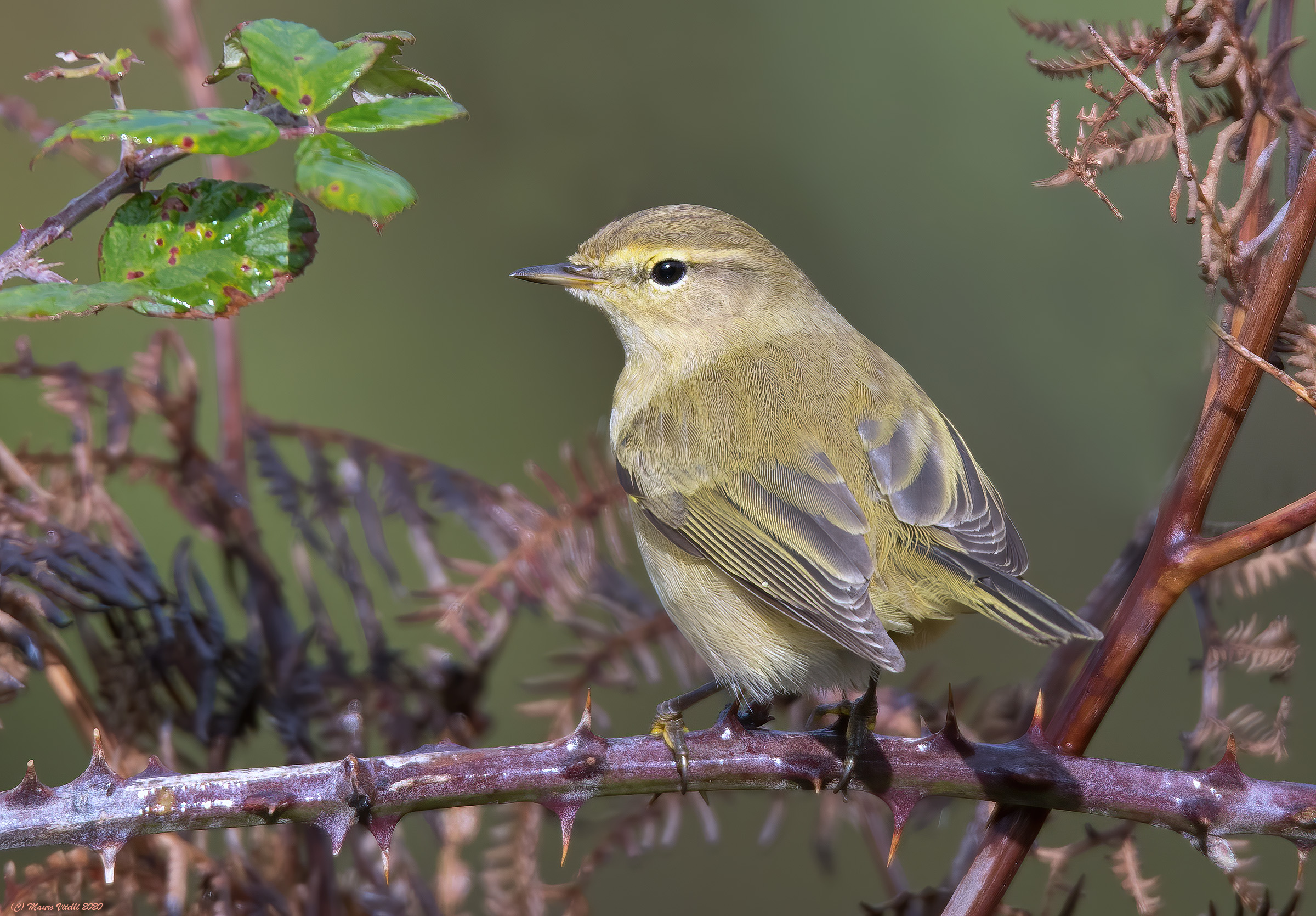 Luì Piccolo (Phylloscopus collybita)