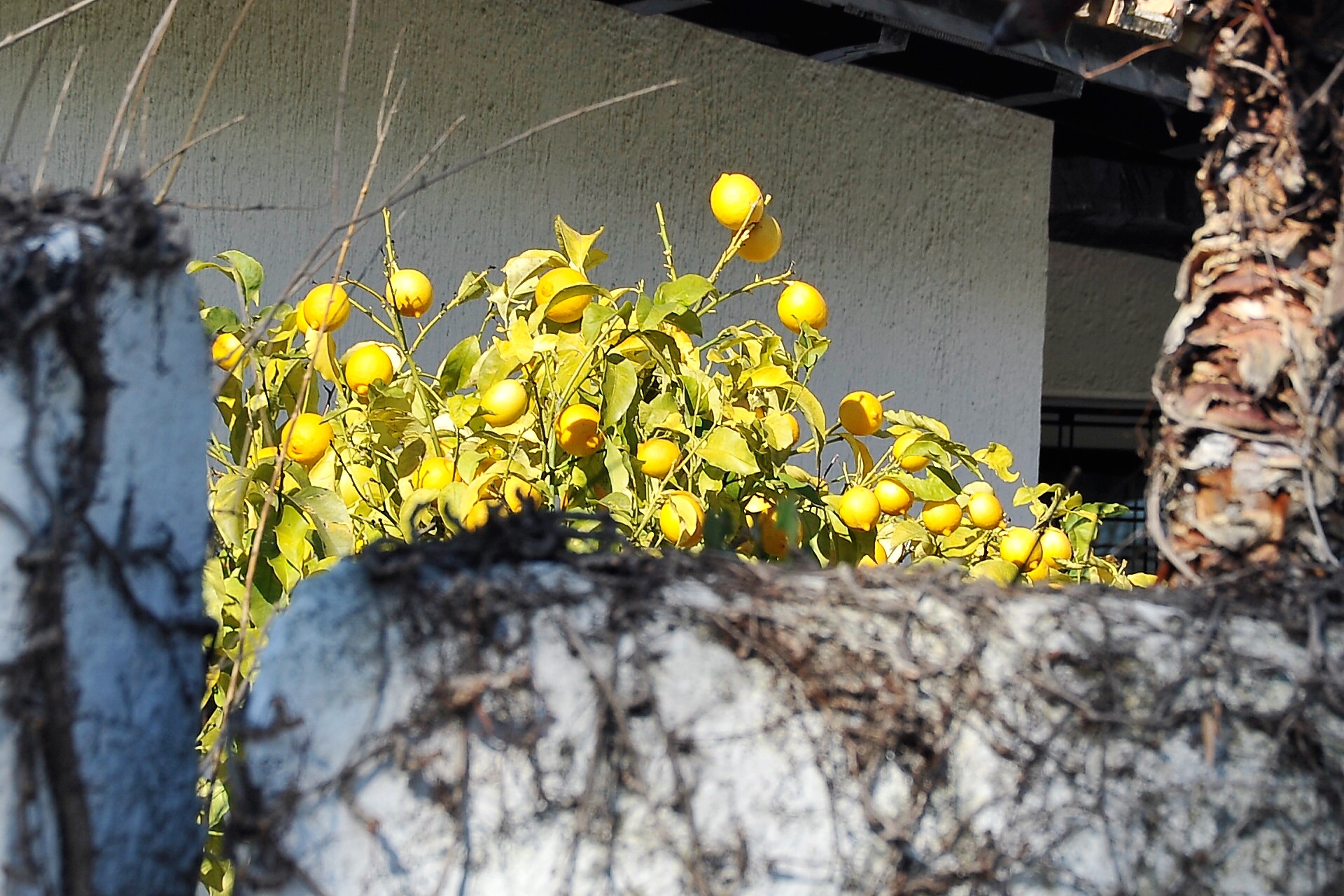 Limoni