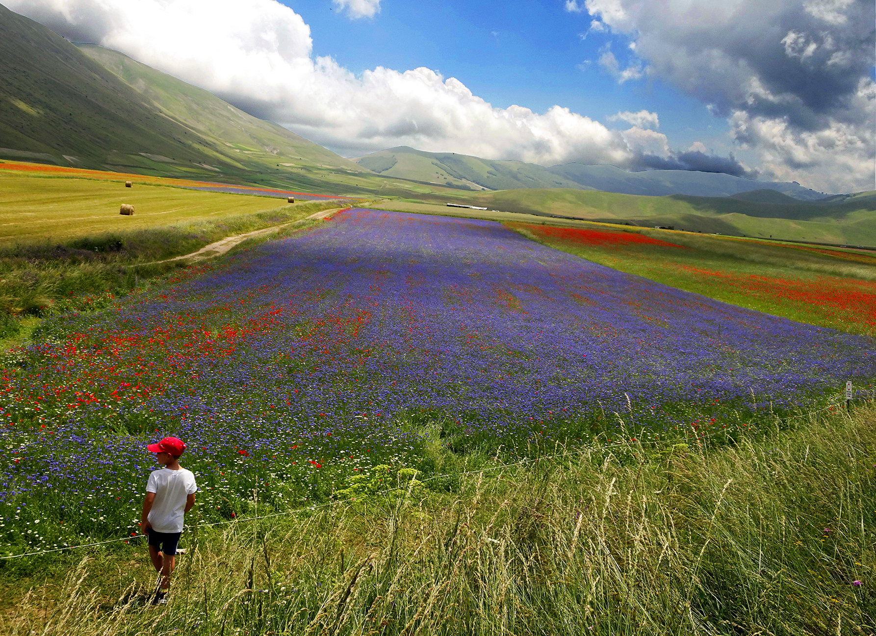 The colors of cornflowers in Castelluccio