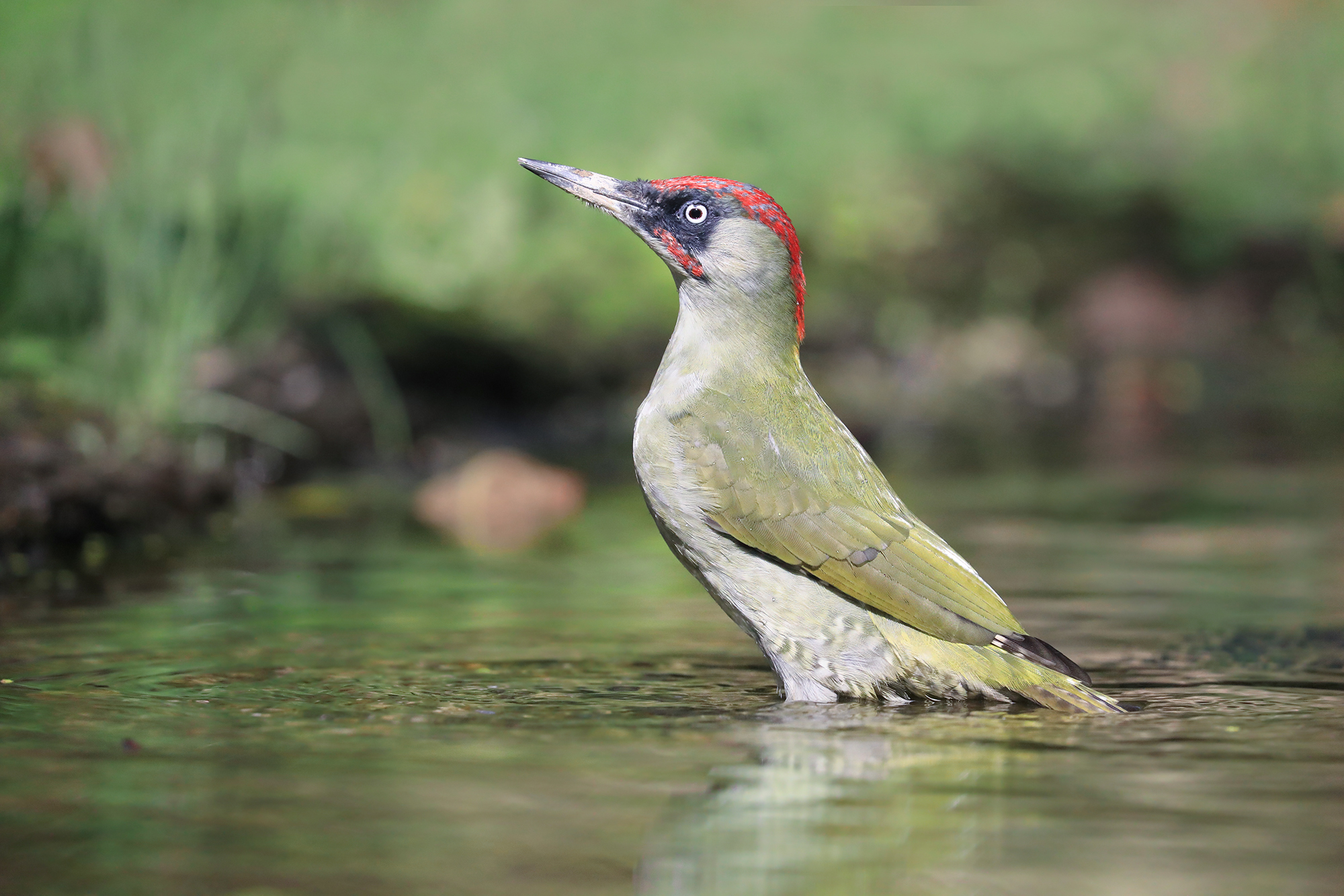 sfumature di verde, picchio verde