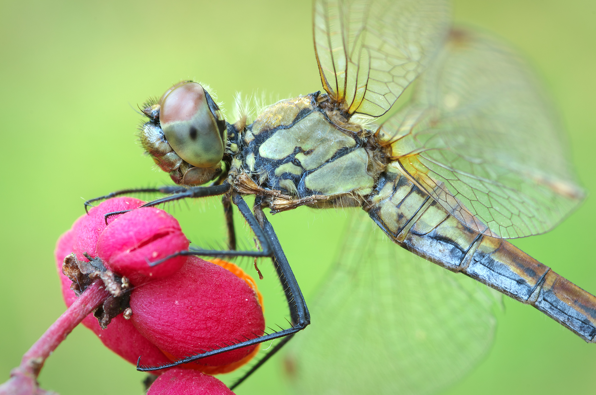 Sympetrum sanguineum