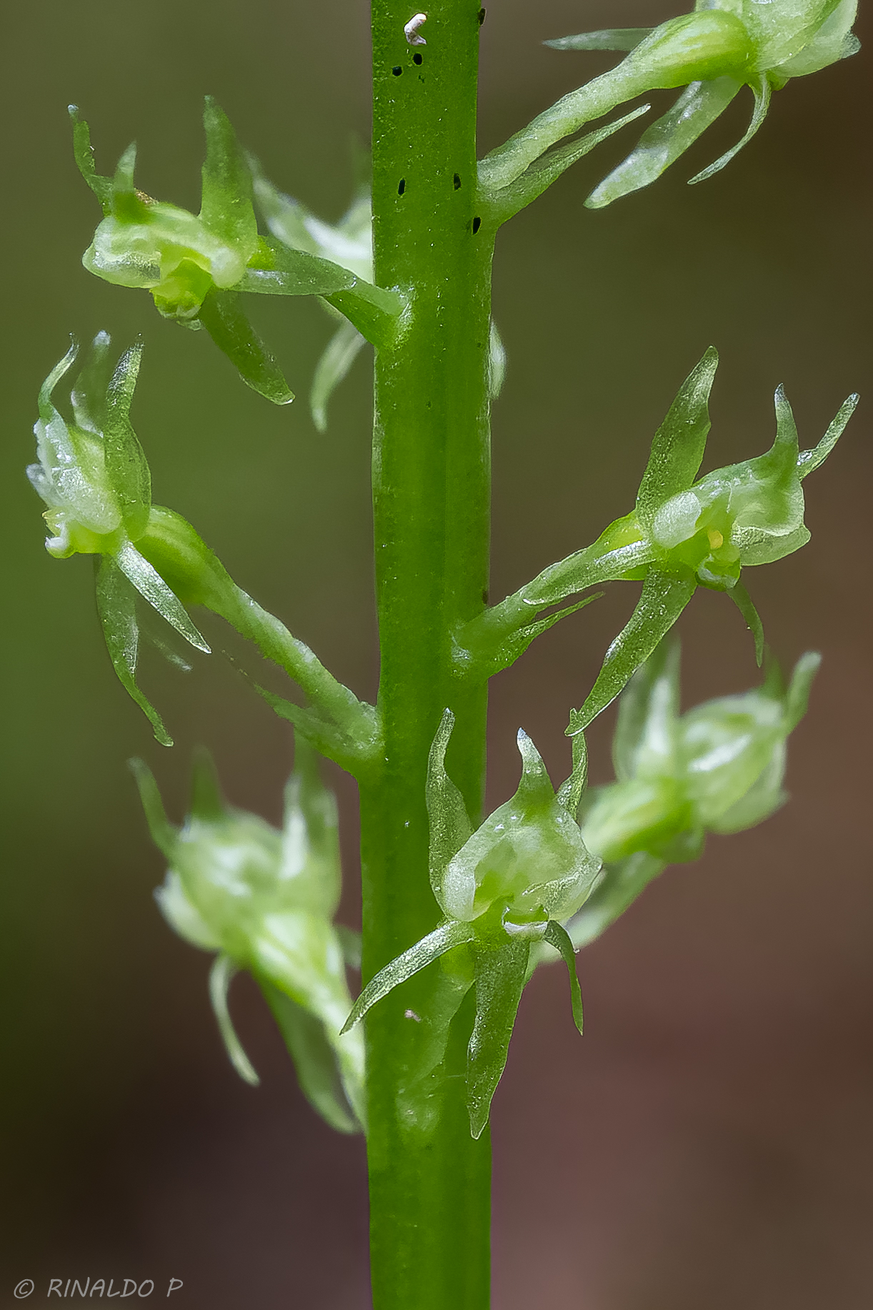 among the smallest orchids,Malaxis microphyllos