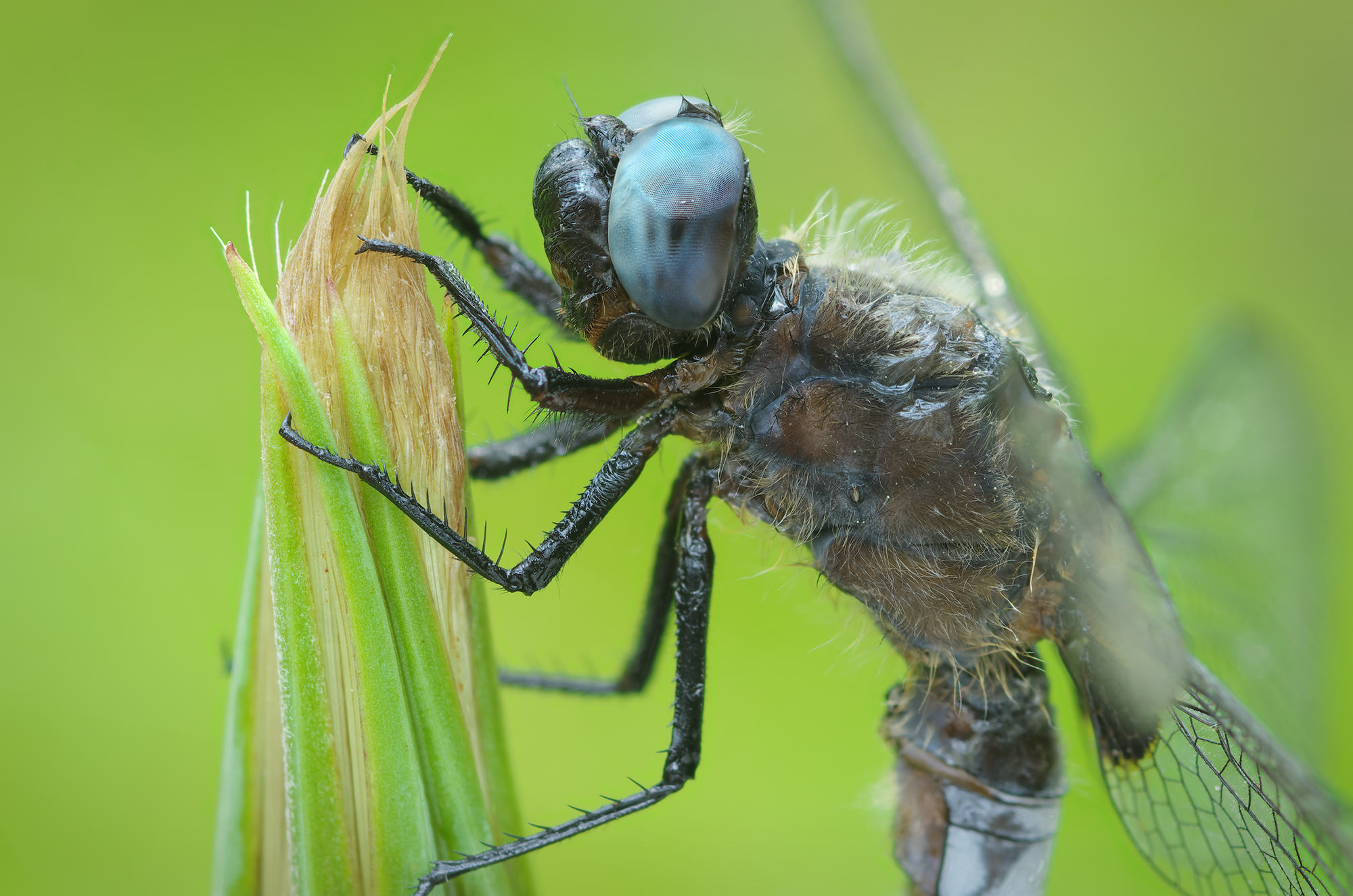 Libellula fulva
