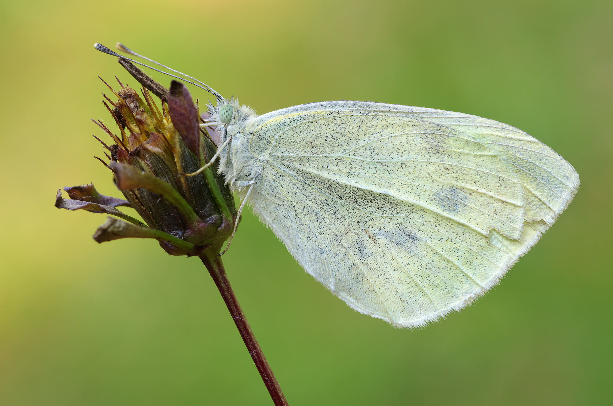 Pieris brassicae