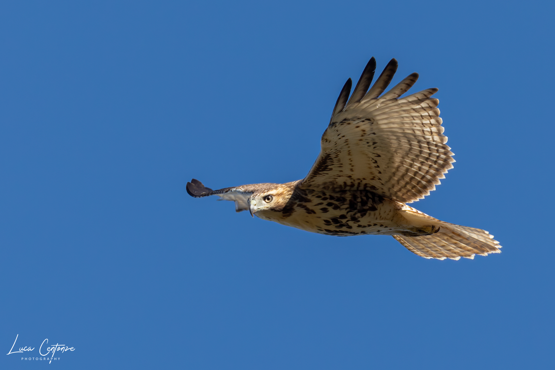 Red Tailed Hawk (Buteo Jamaicensis)