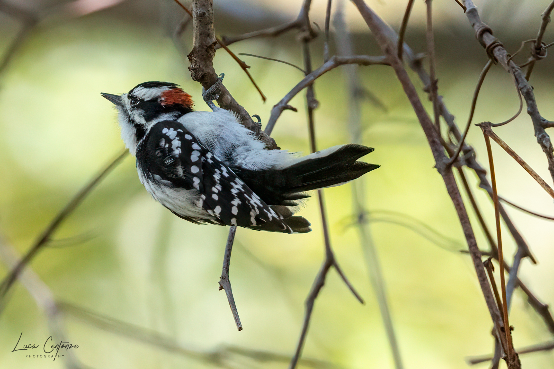 Downy Woodpecker (Picoides pubescens)