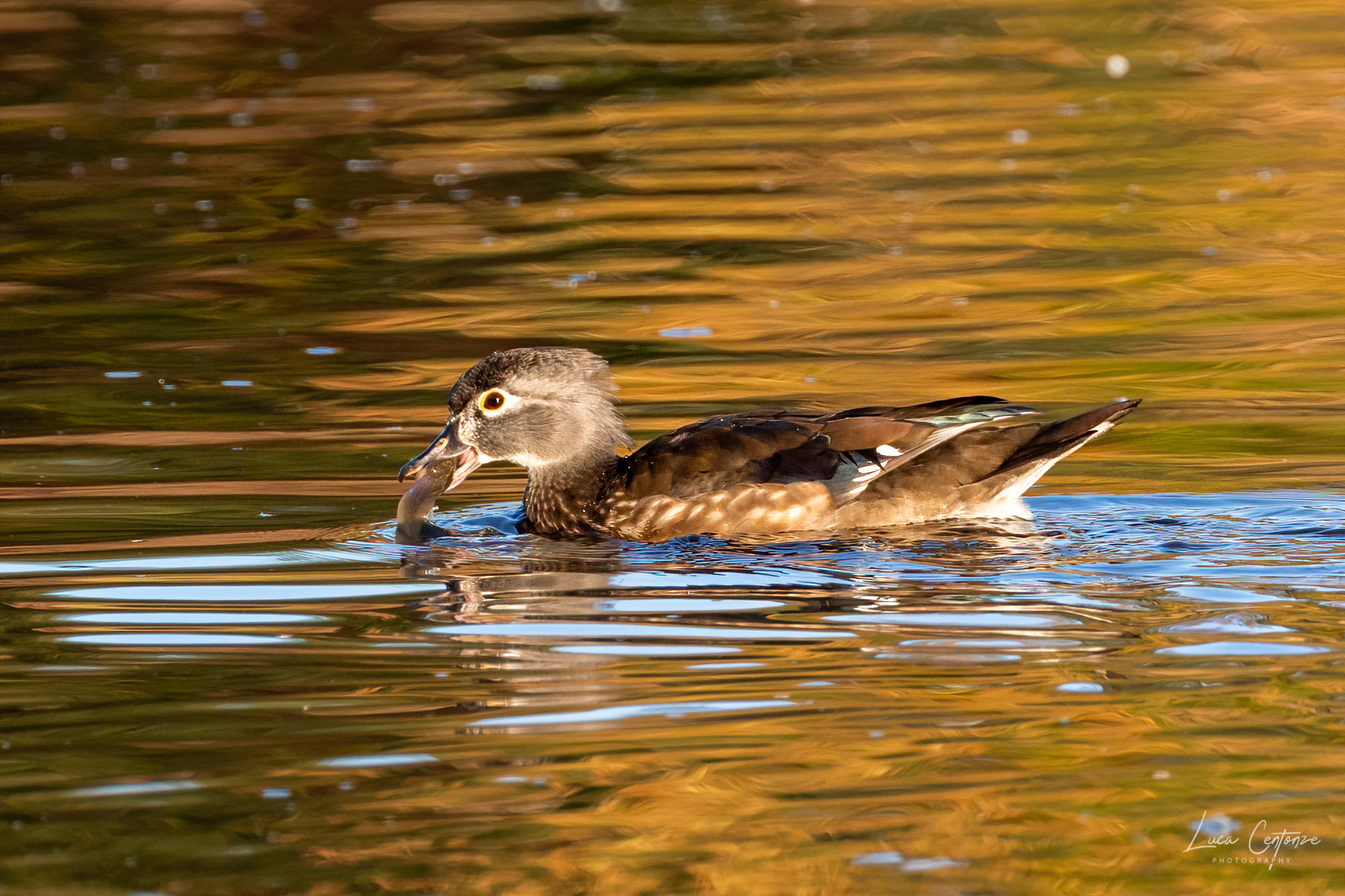 Wood Duck femmina (Aix sponsa)