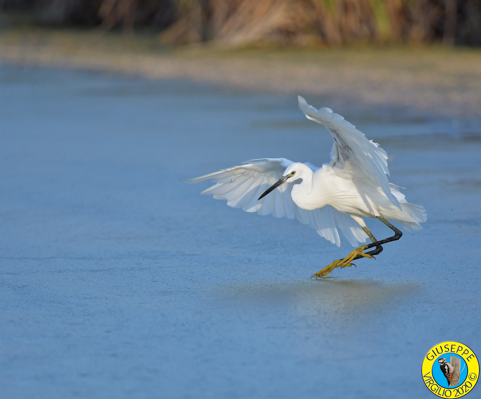 Garzetta  (Sardegna ) 2020