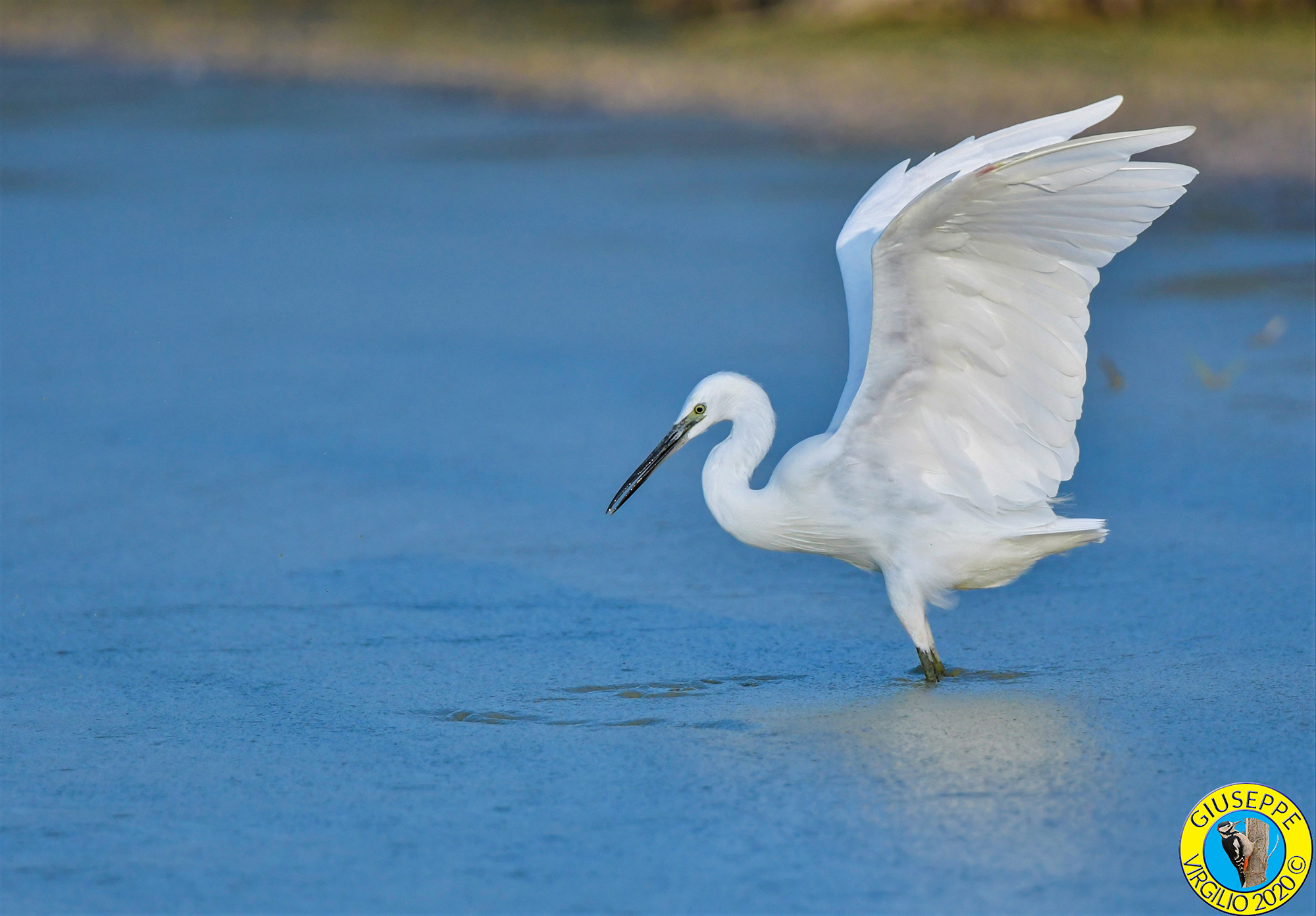 Garzetta  (Sardegna) 2020