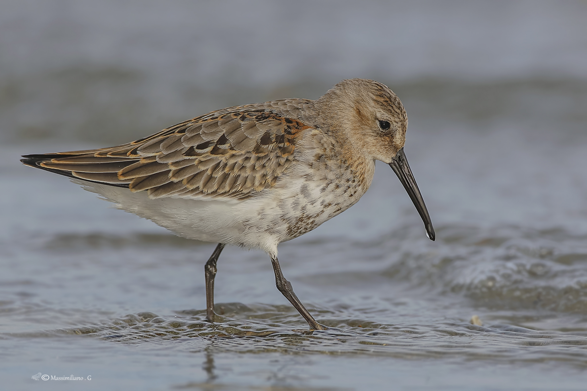 Piovanello pancianera