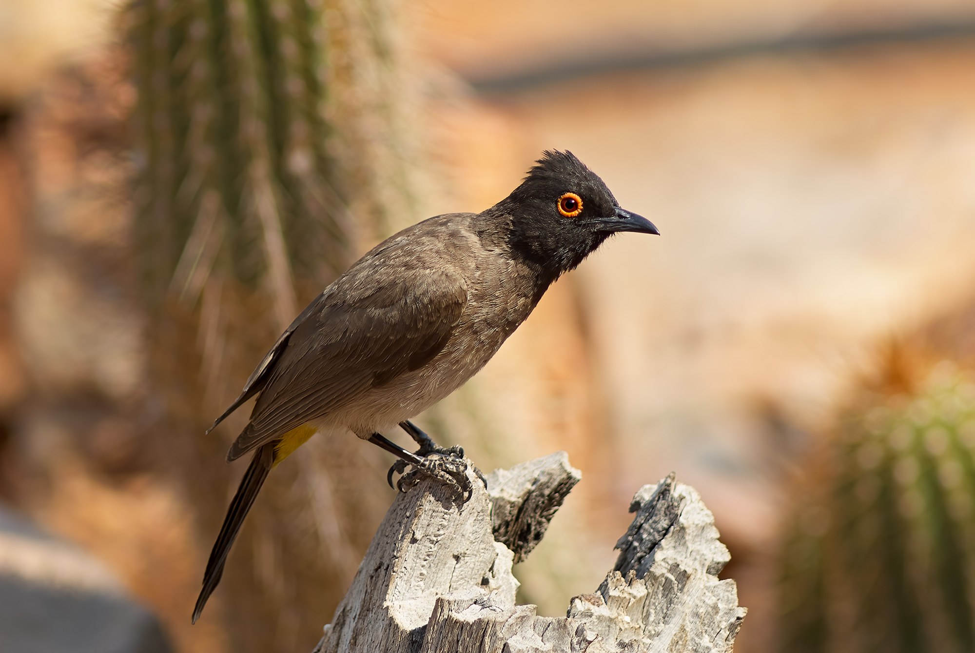 Red eye bulbul
