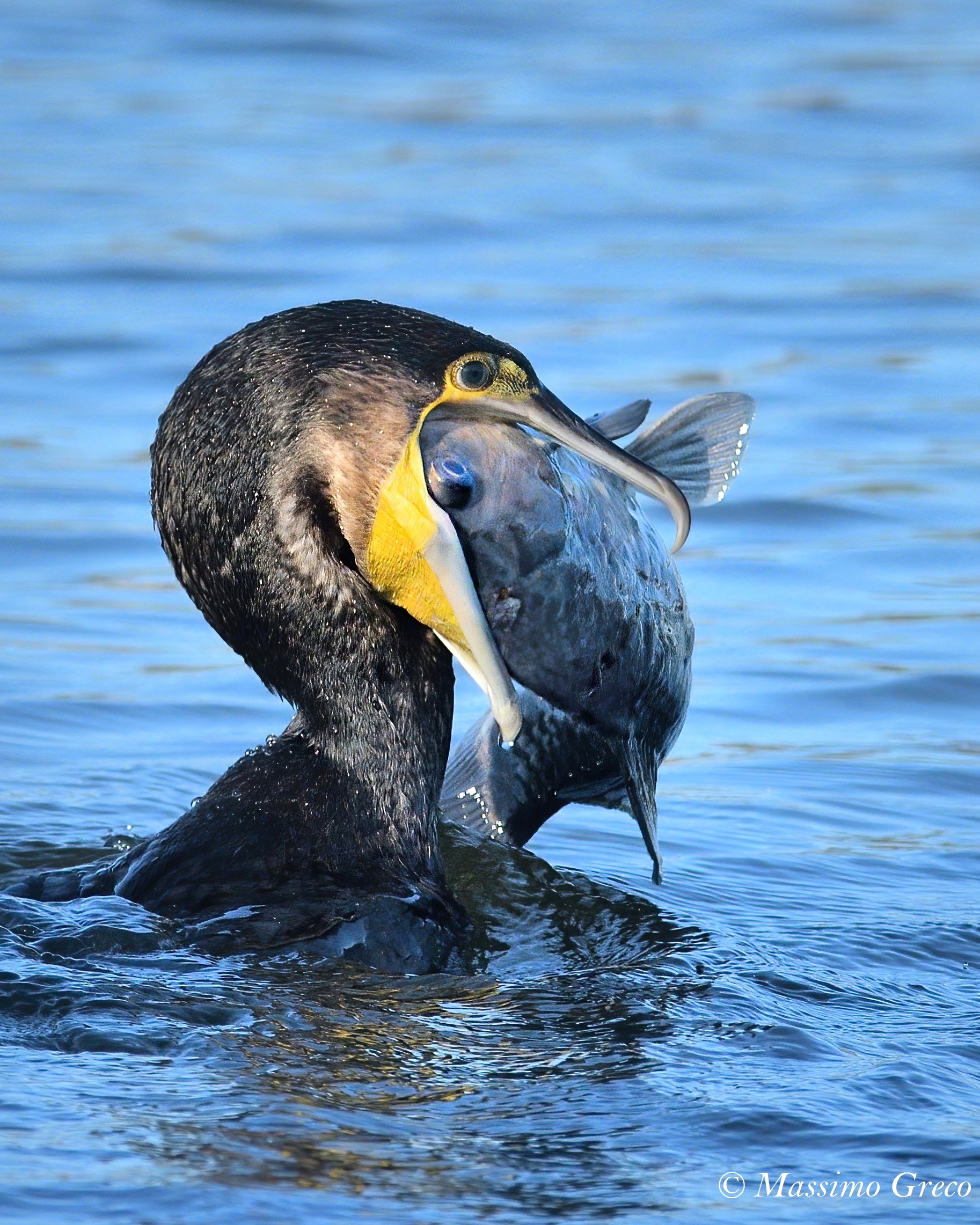Cormorano (Phalacrocorax carbo)