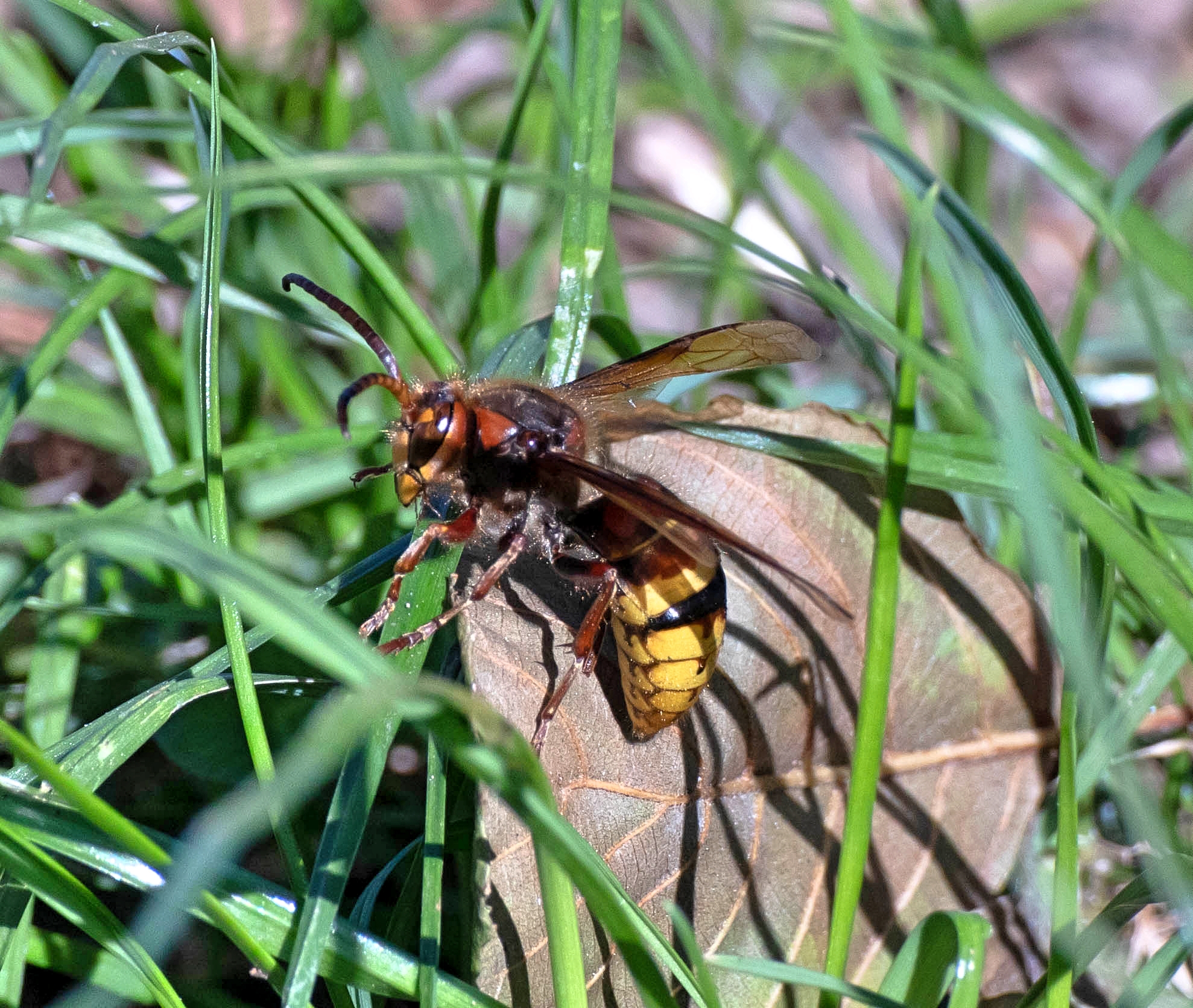 Calabrone Vespa crabro 8/10/2020