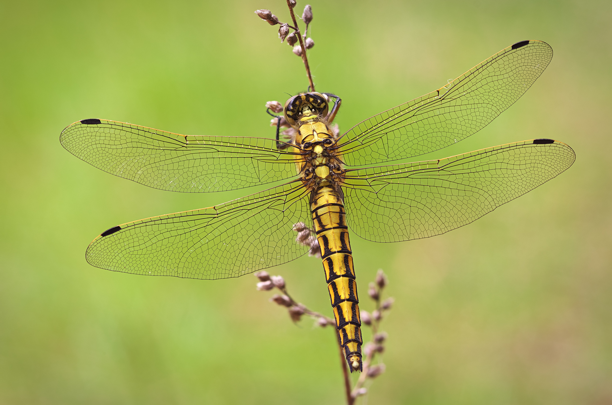 Orthetrum cancellatum
