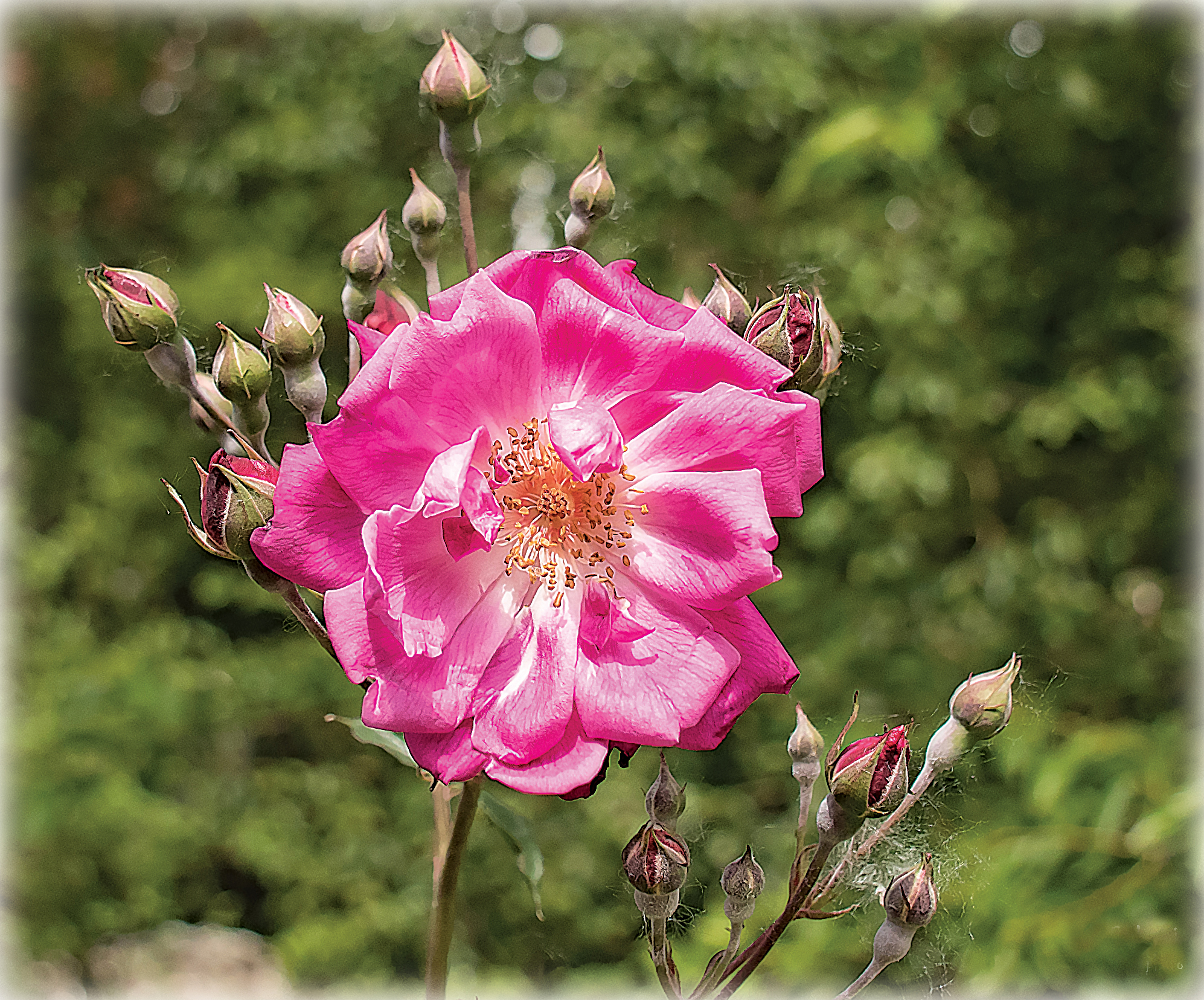Un fiore si fa sempre notare