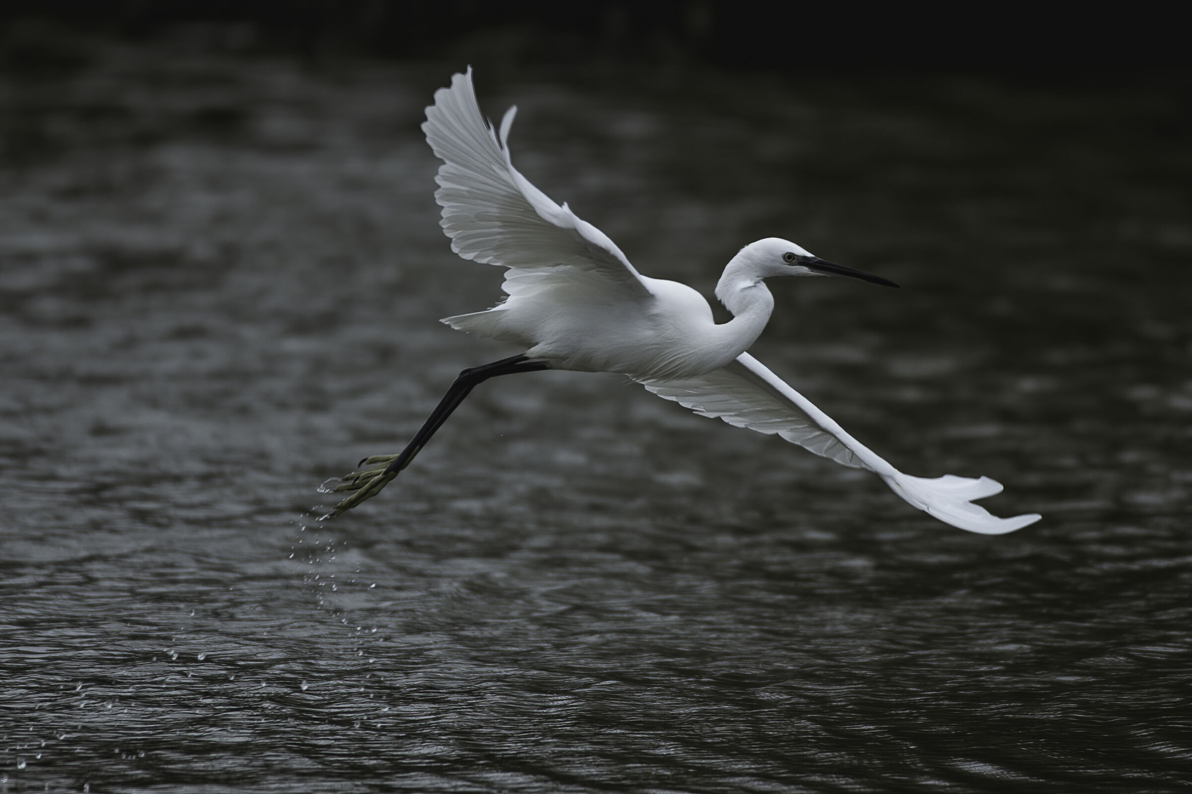 Egretta garzetta in volo n.2