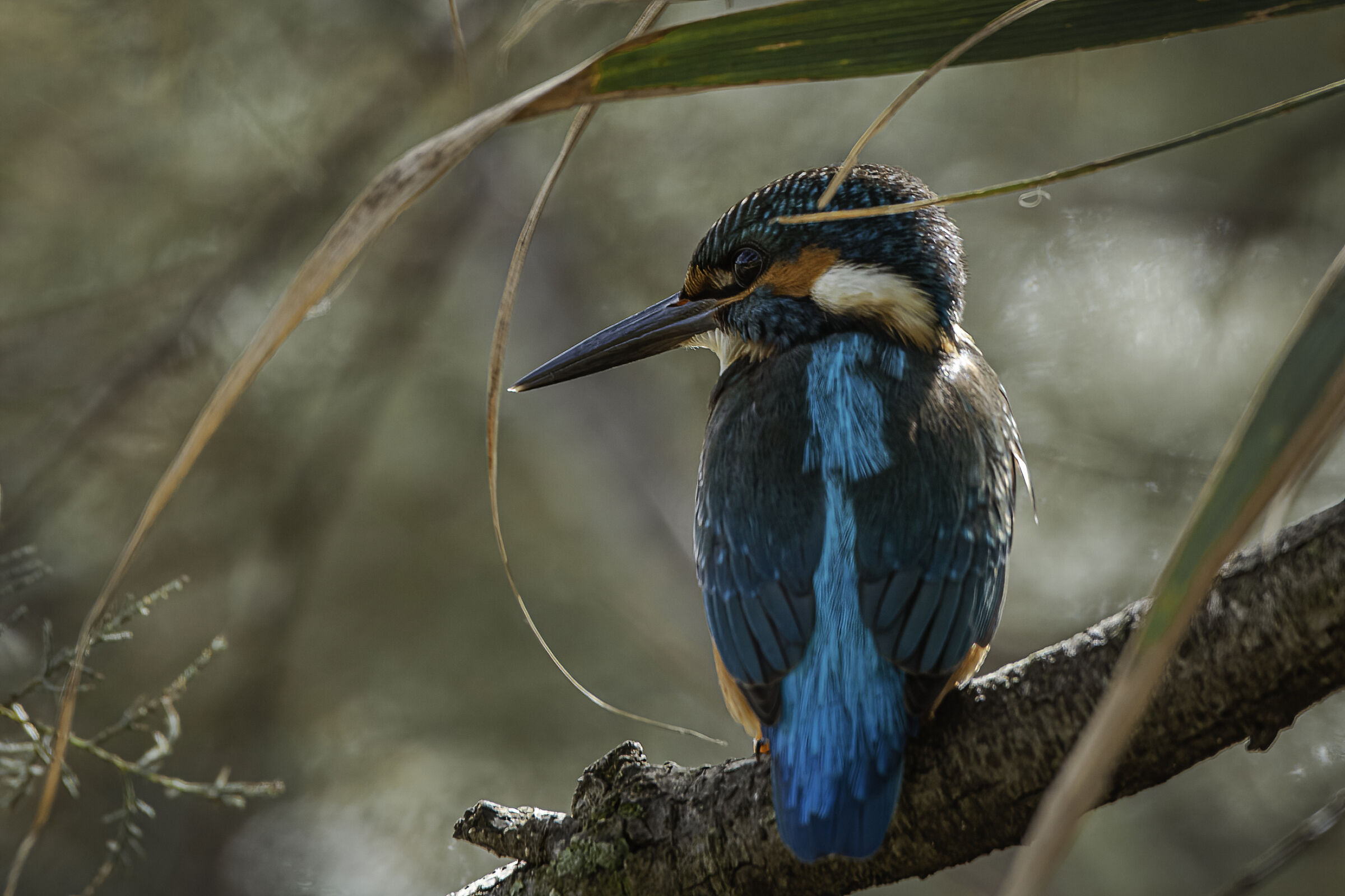 Martin pescatore n.2