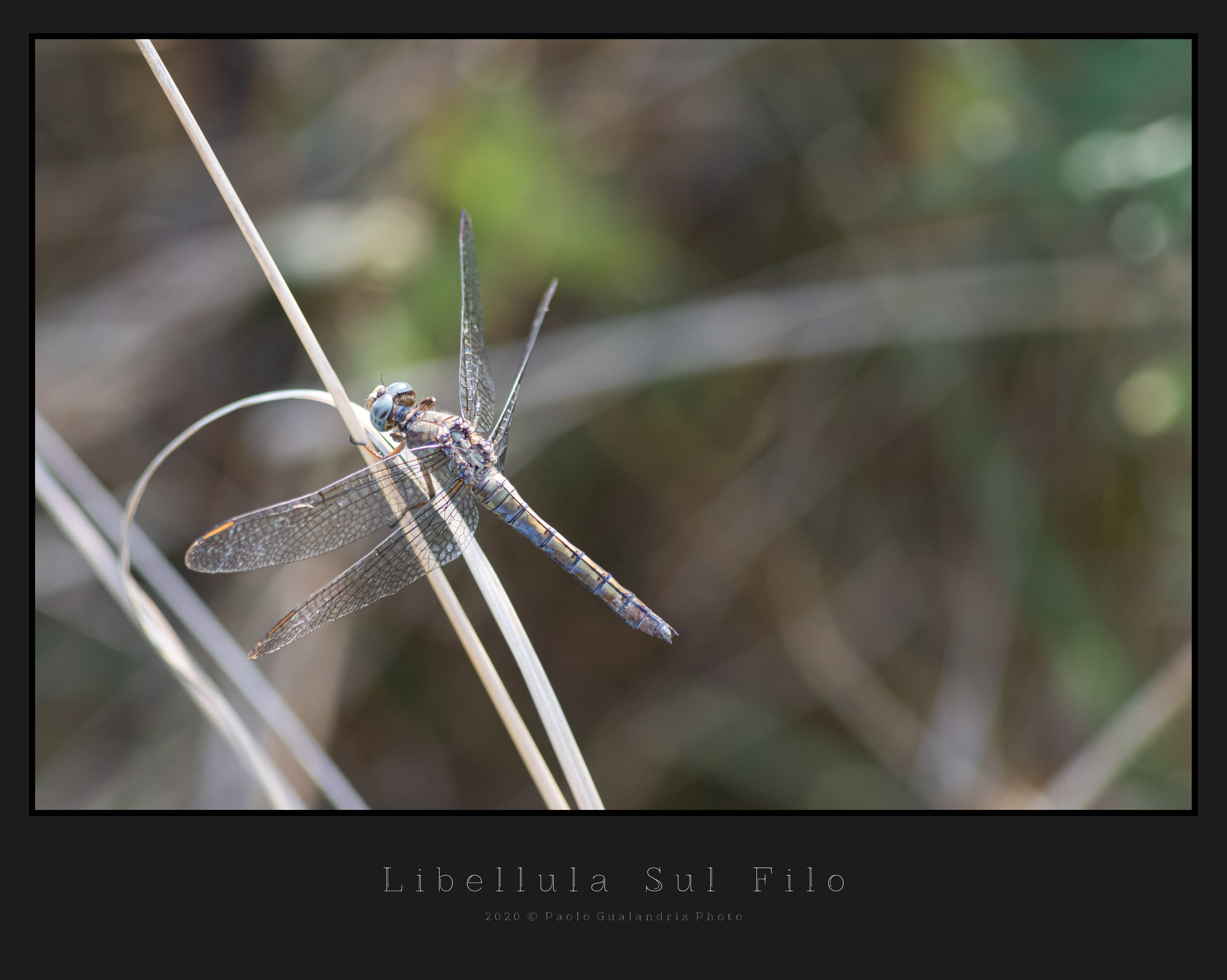 Dragonfly On The Wire