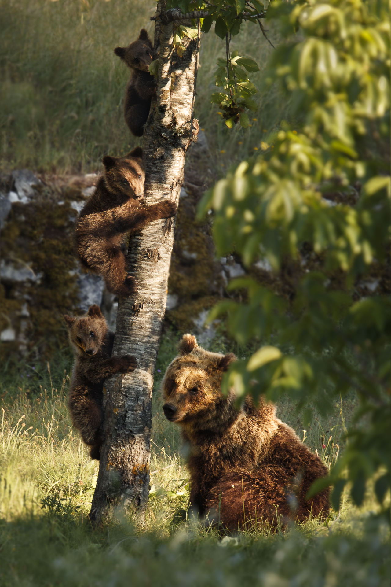 Mamma marsicano e piccoli