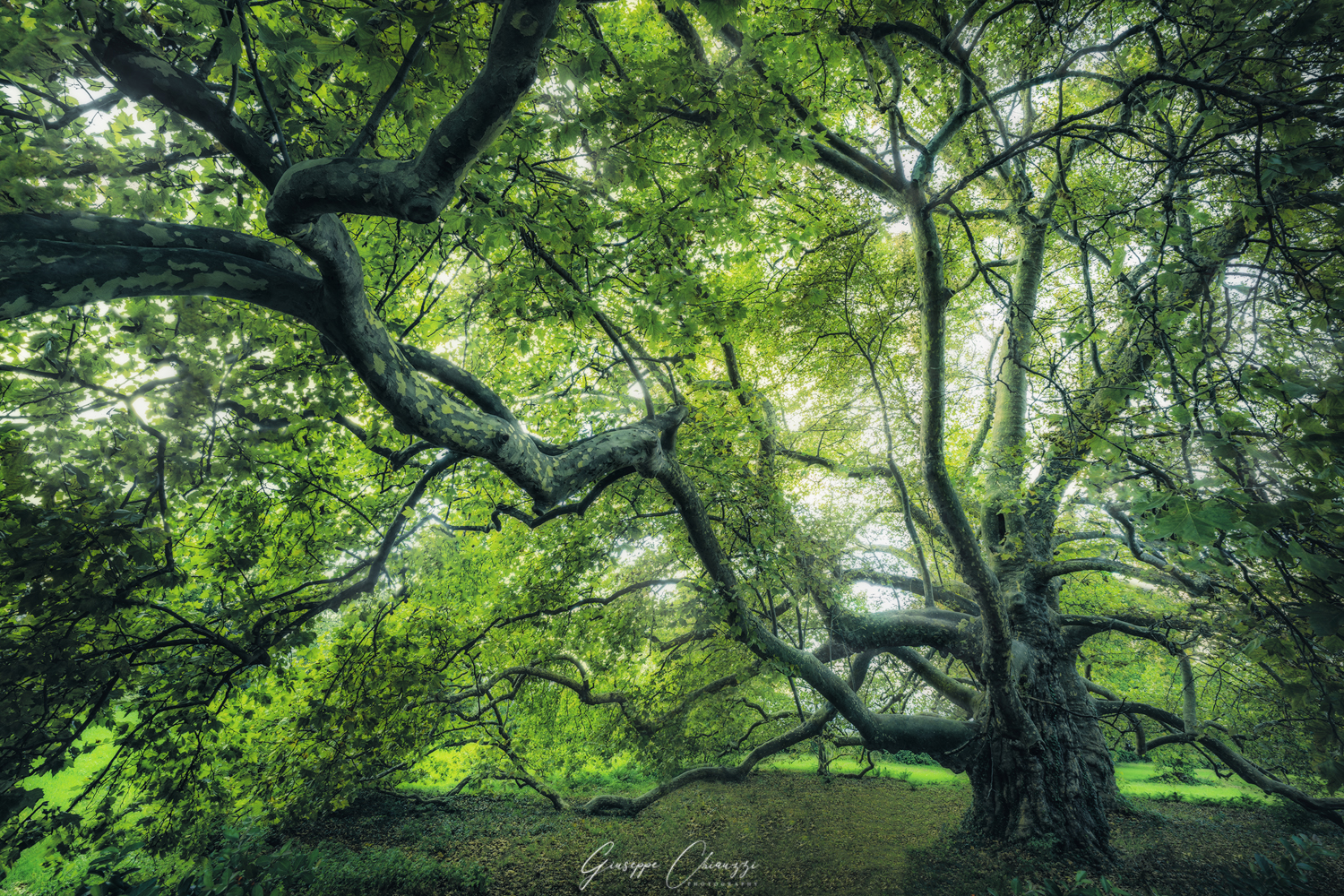 Spider Wood, New1000