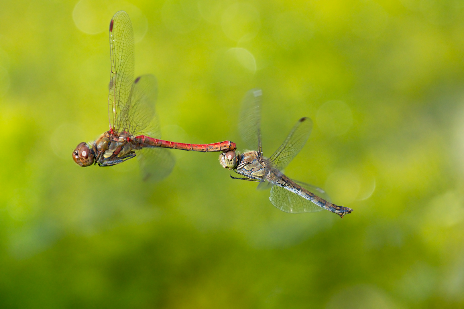 Pair of dragonflies (Sympetrum striolatum)