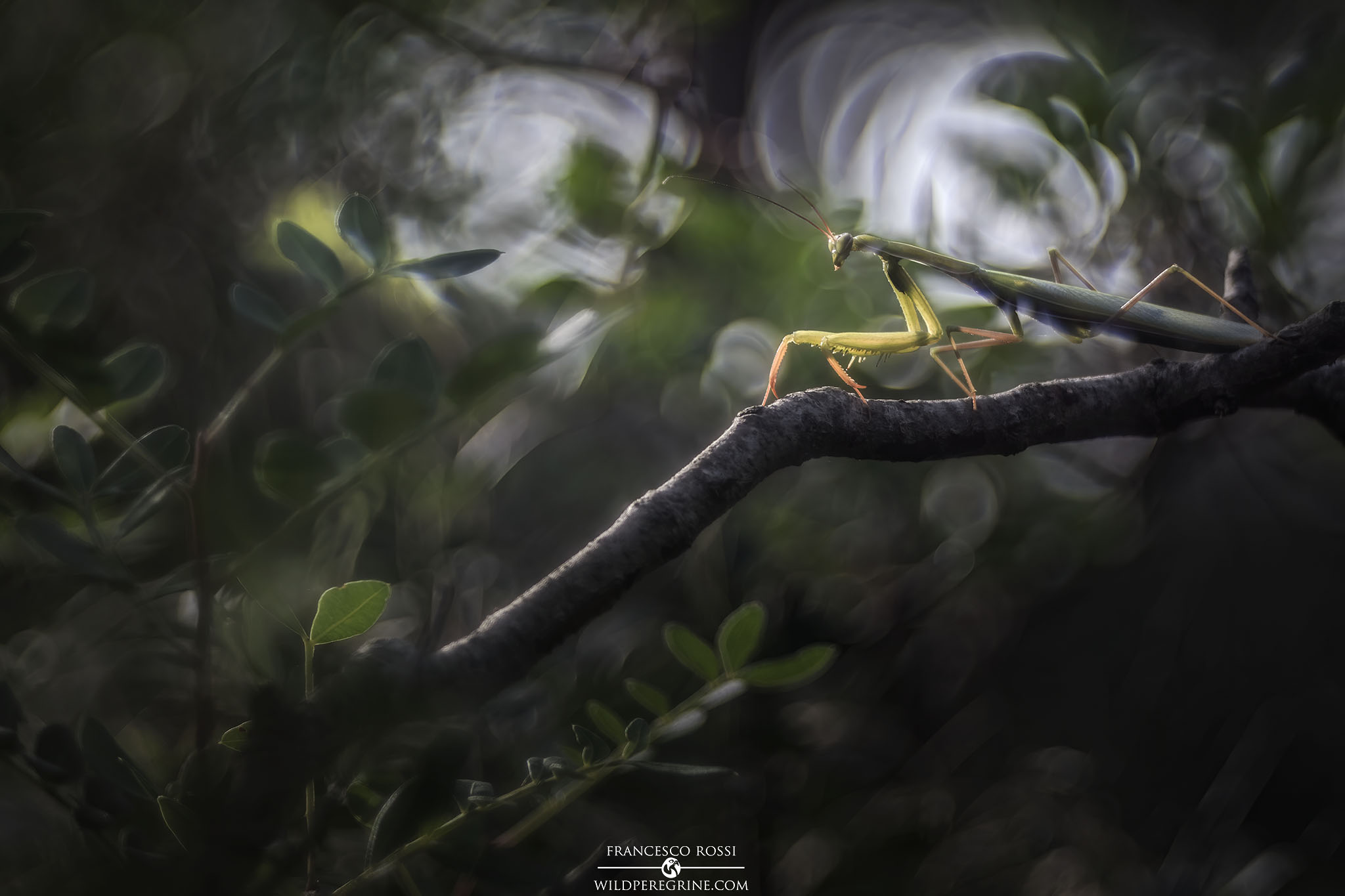 Religious Mantis