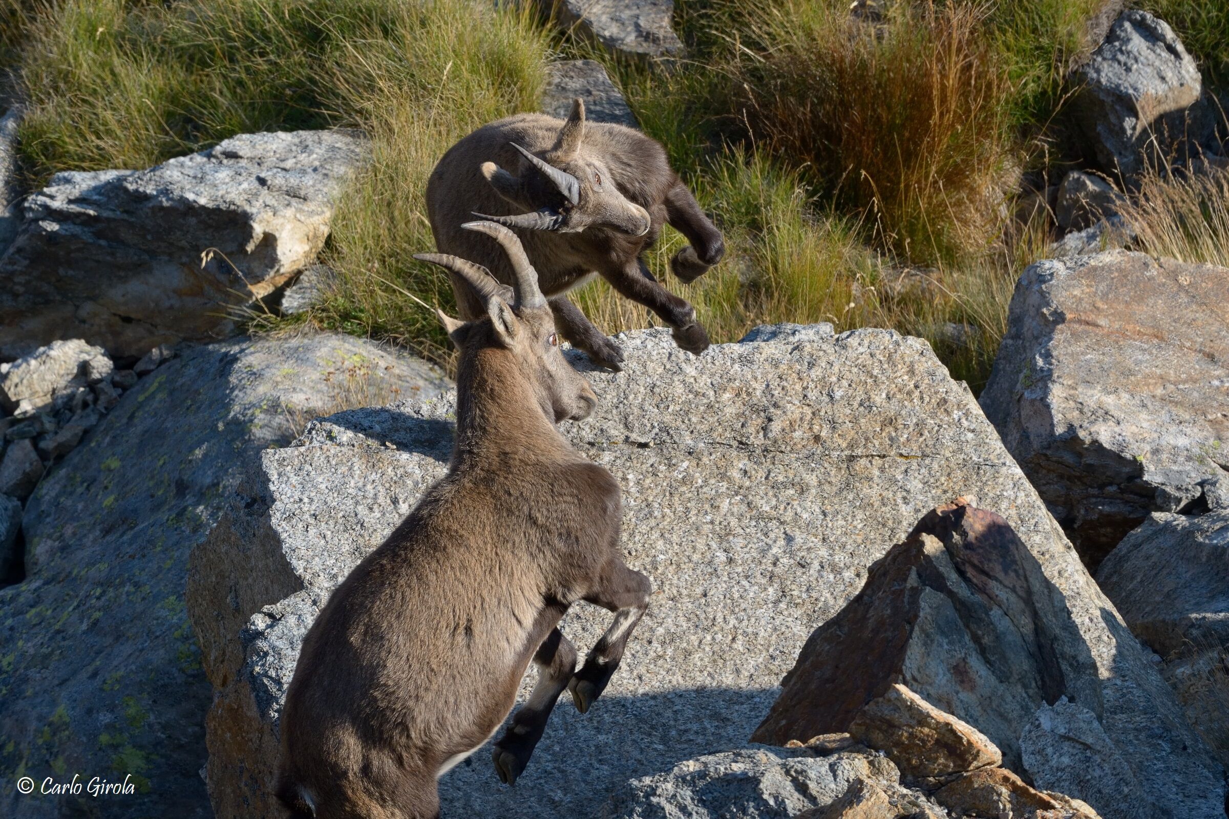 Young ibex play