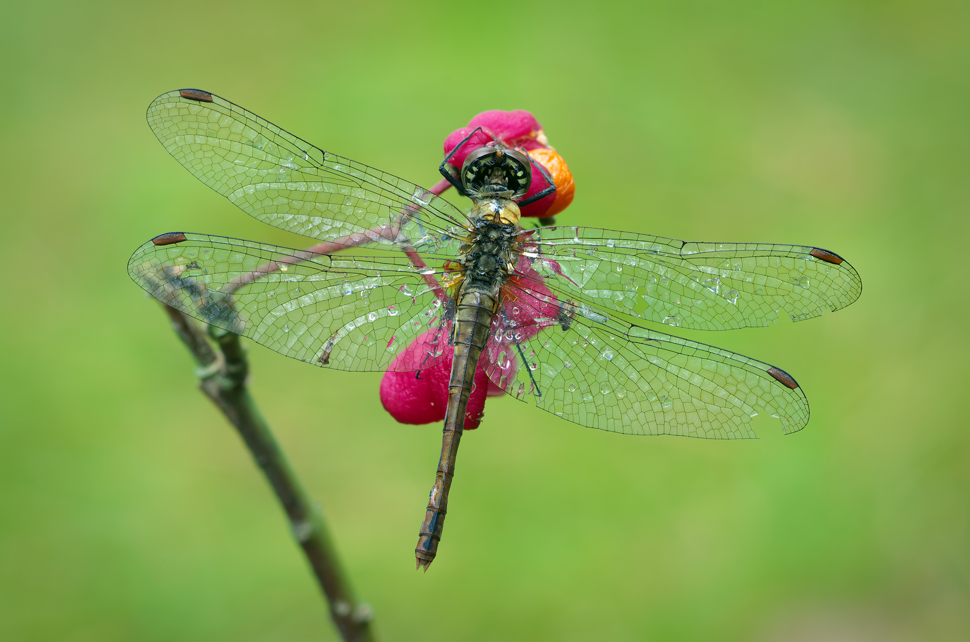Sympetrum sanguineum