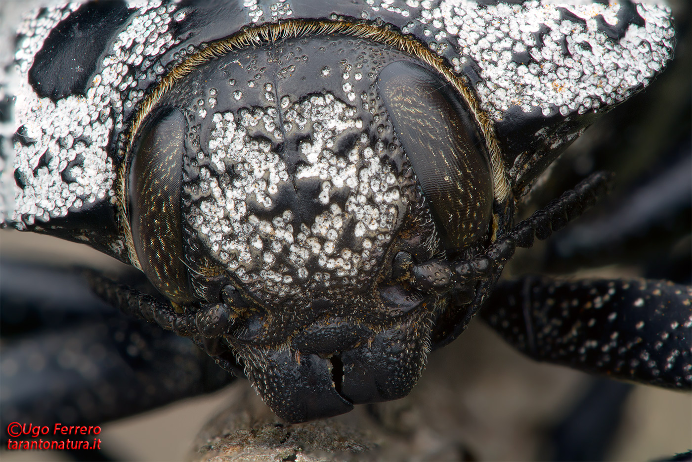 Capnodis tenebrionis