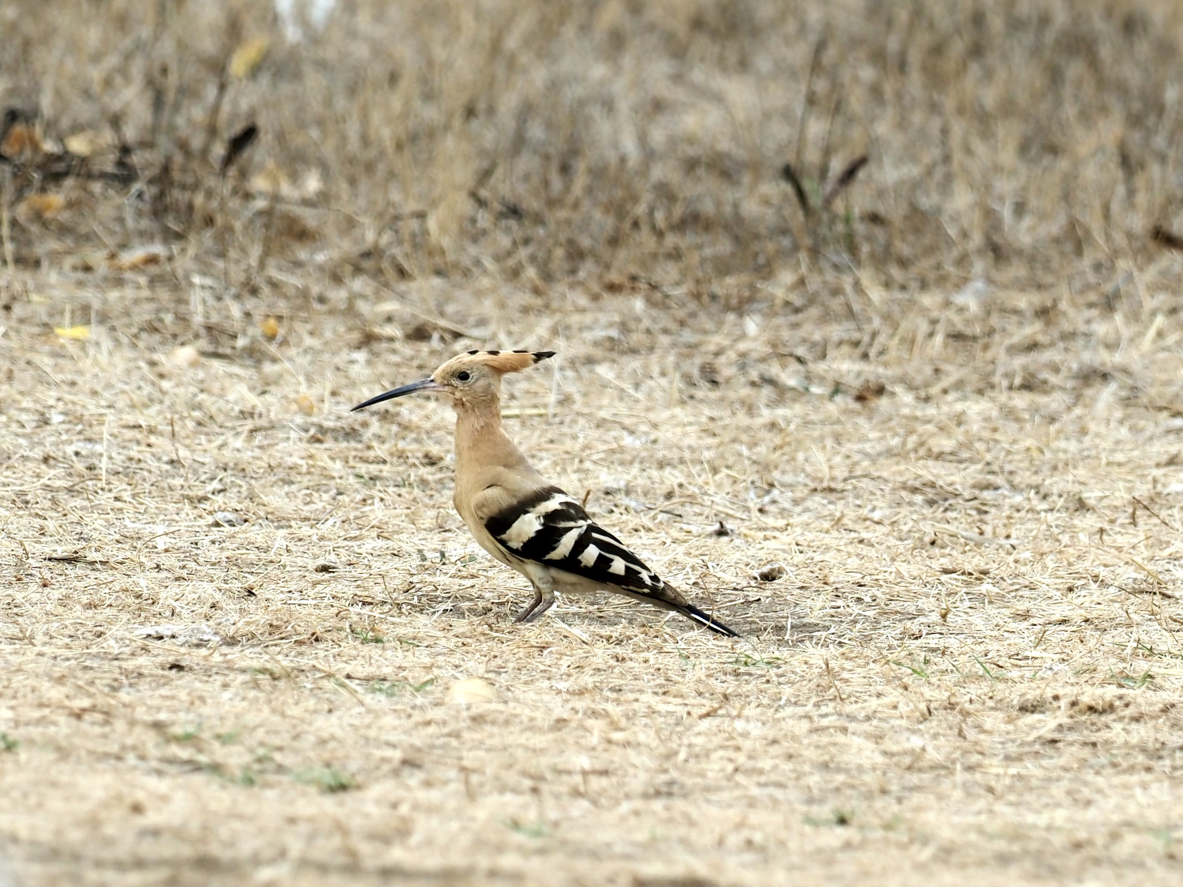 Hoopoe