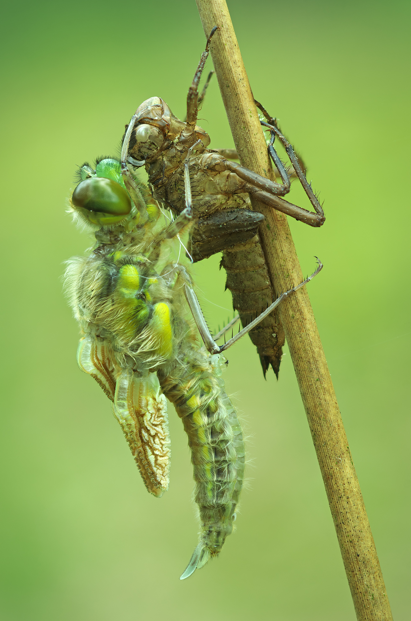 Libellula quadrimaculata