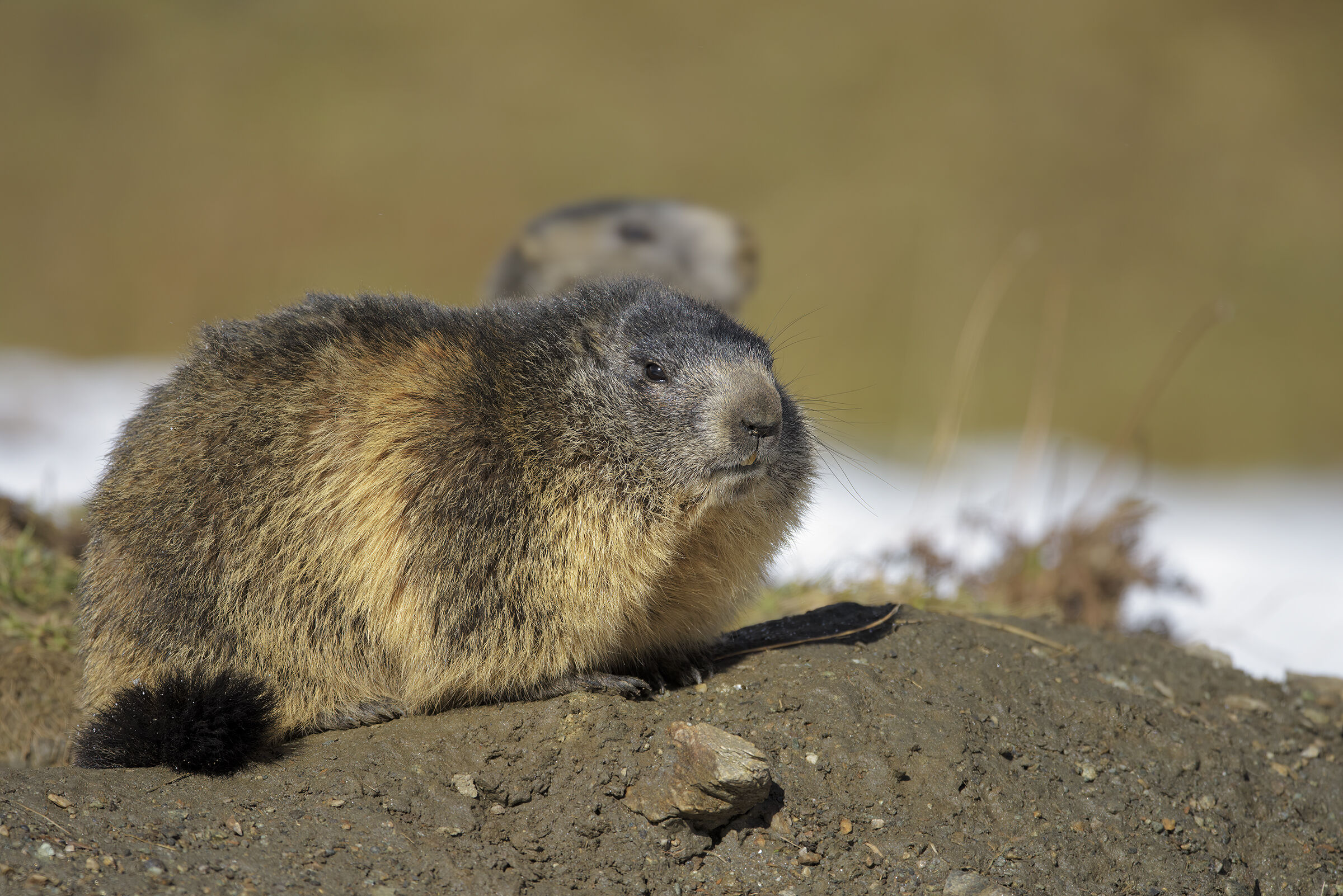 Ultime Marmotte