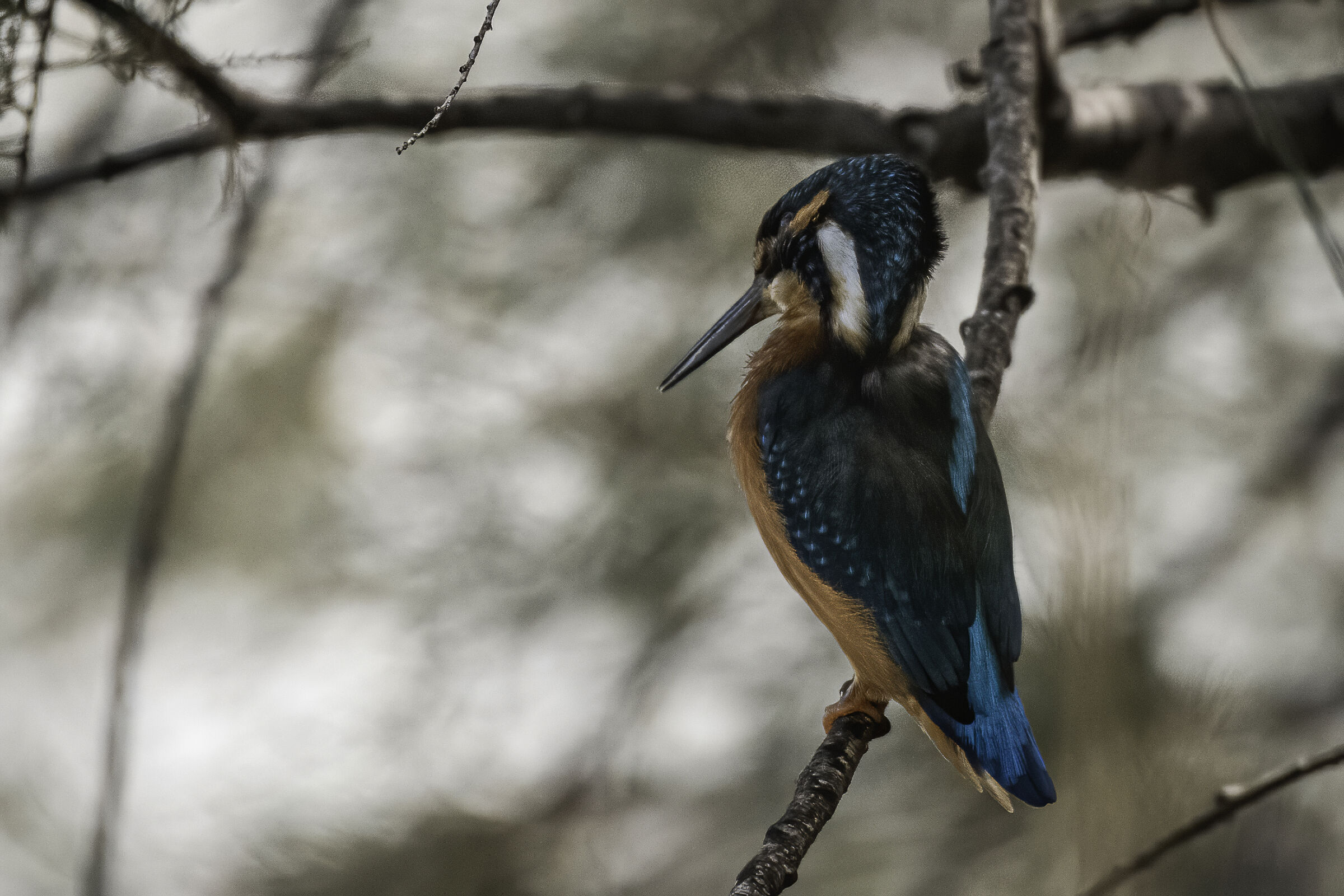 Martin pescatore n.3