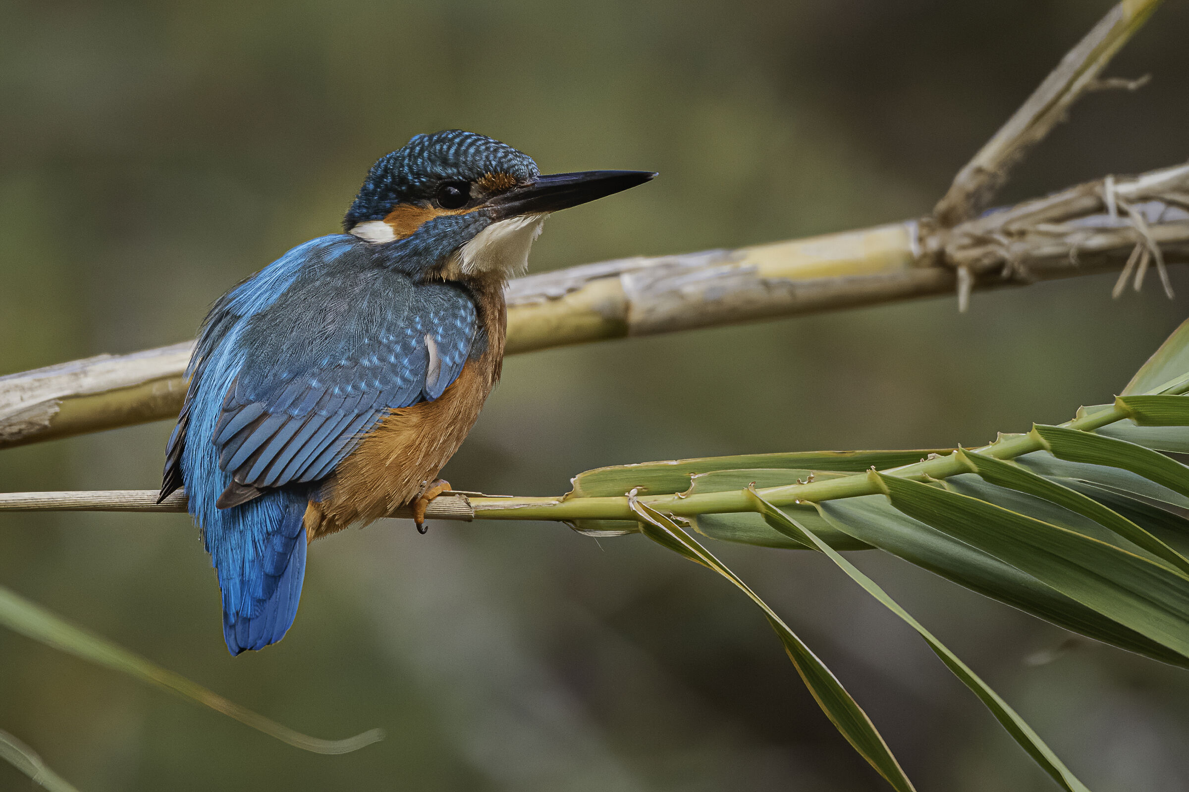 Martin pescatore n.4