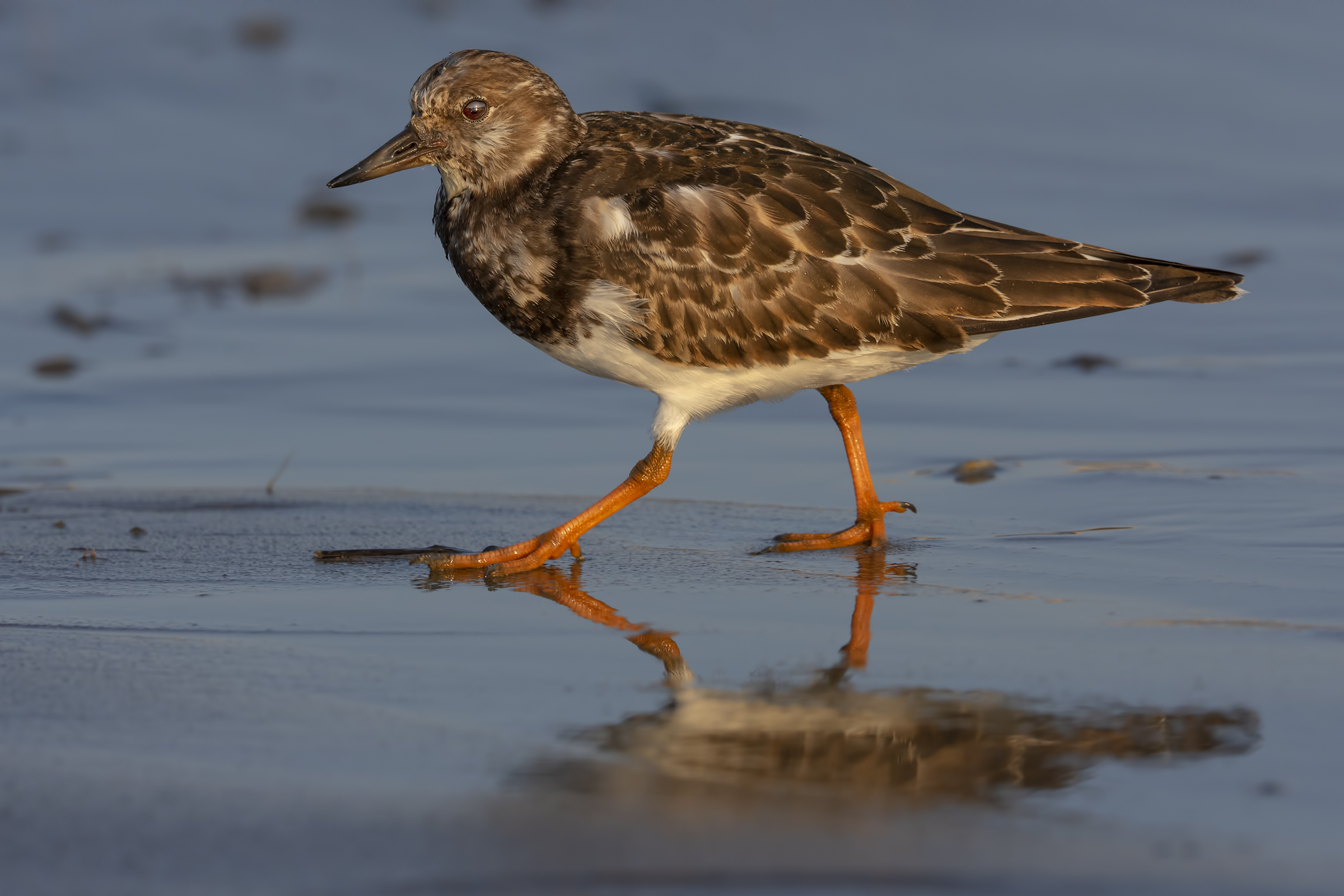 Walking on the shoreline