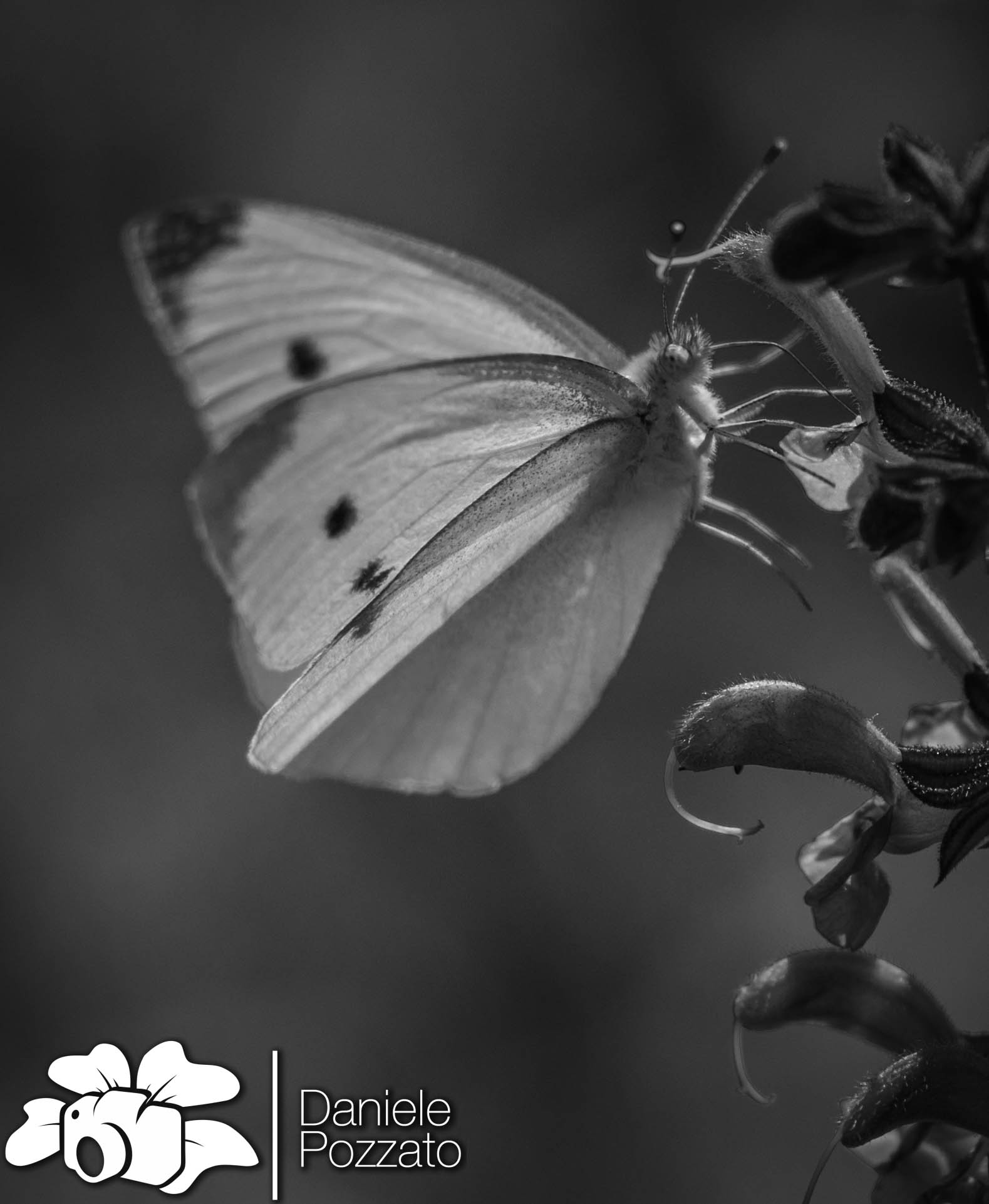 Volare.