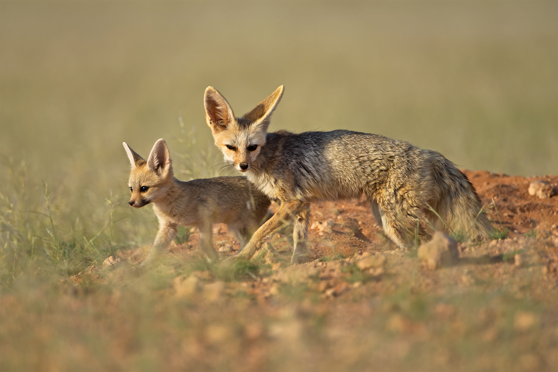 Vulpes chama