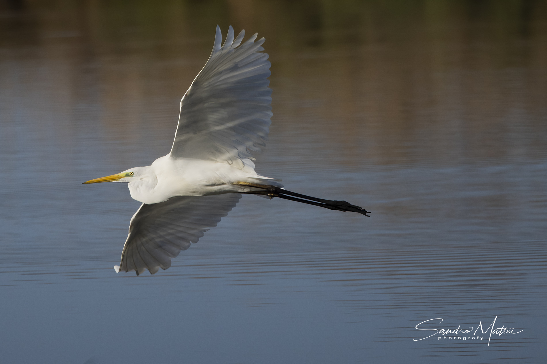 Airone bianco  (.......riflessi sulle ali......)