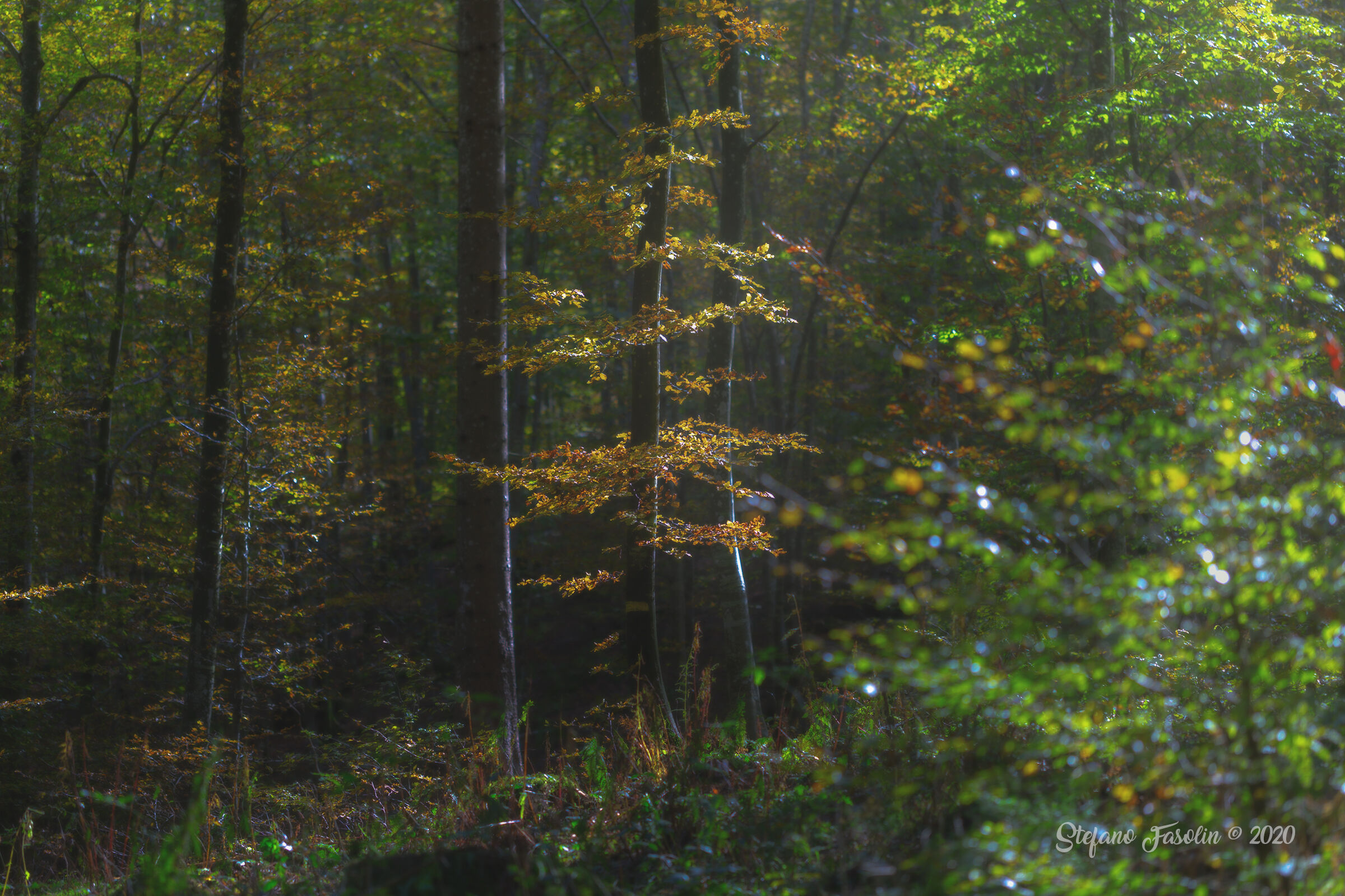 il bosco d'autunno