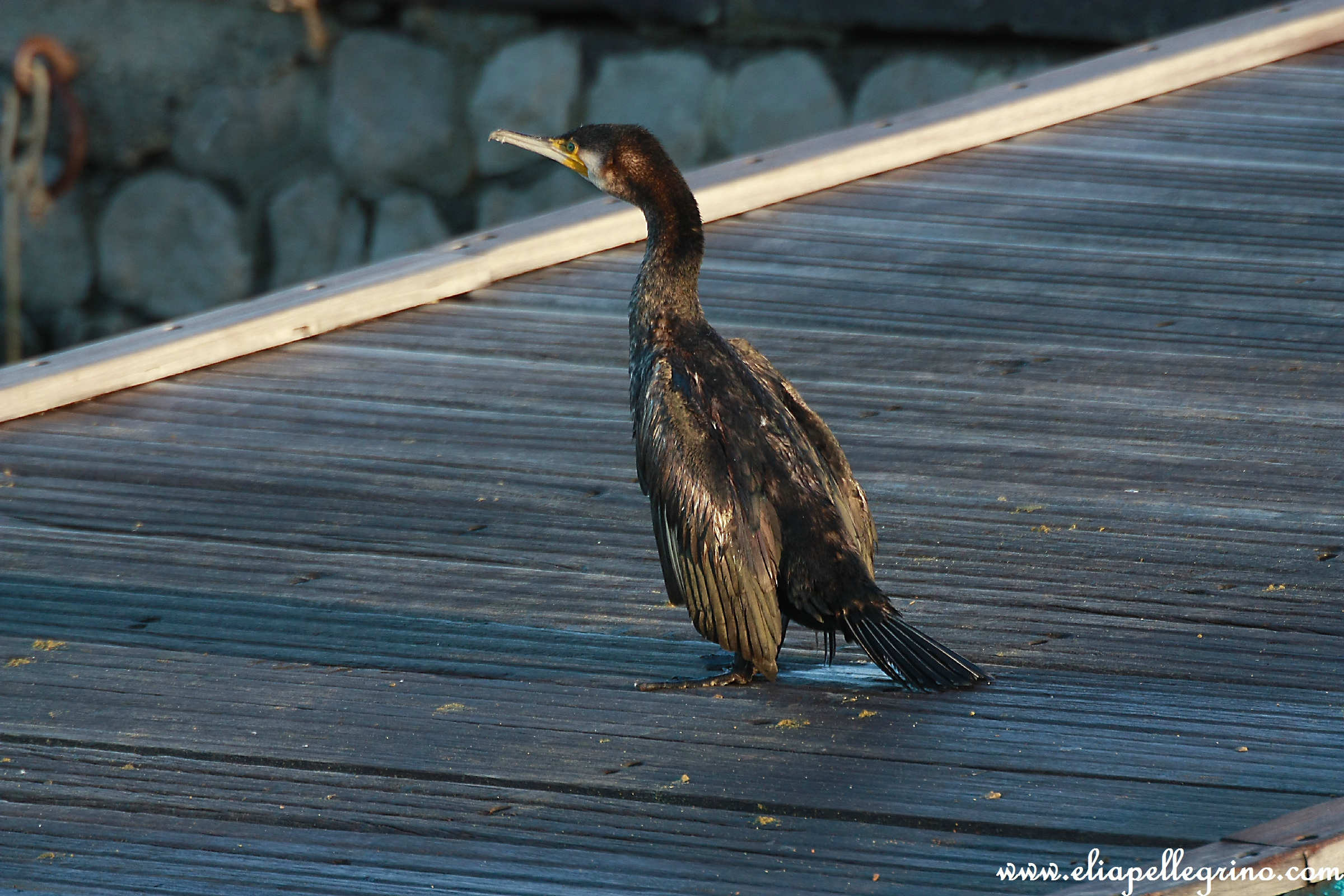 nooooo!!!!mi fai cadere le ali