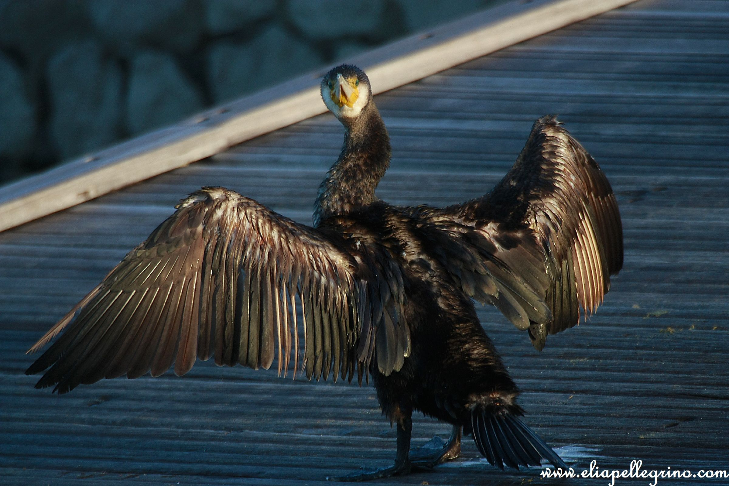 ssò bbello sso stupendo