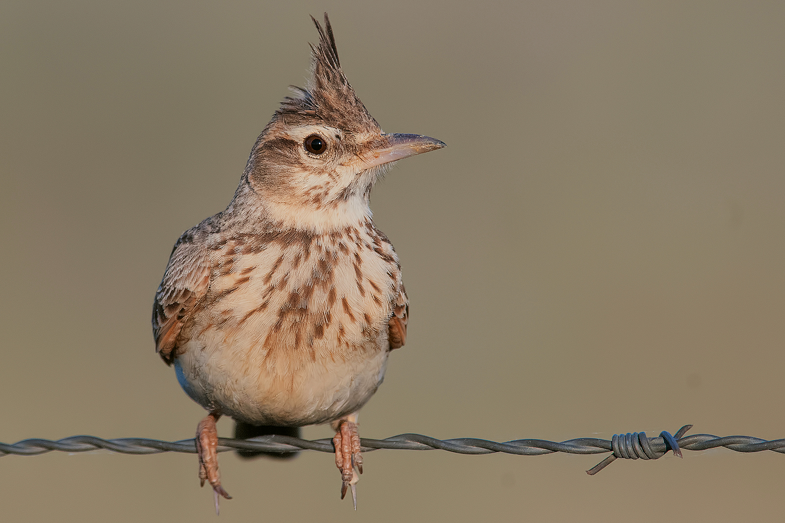 Chapel (Crystal Galerida).
