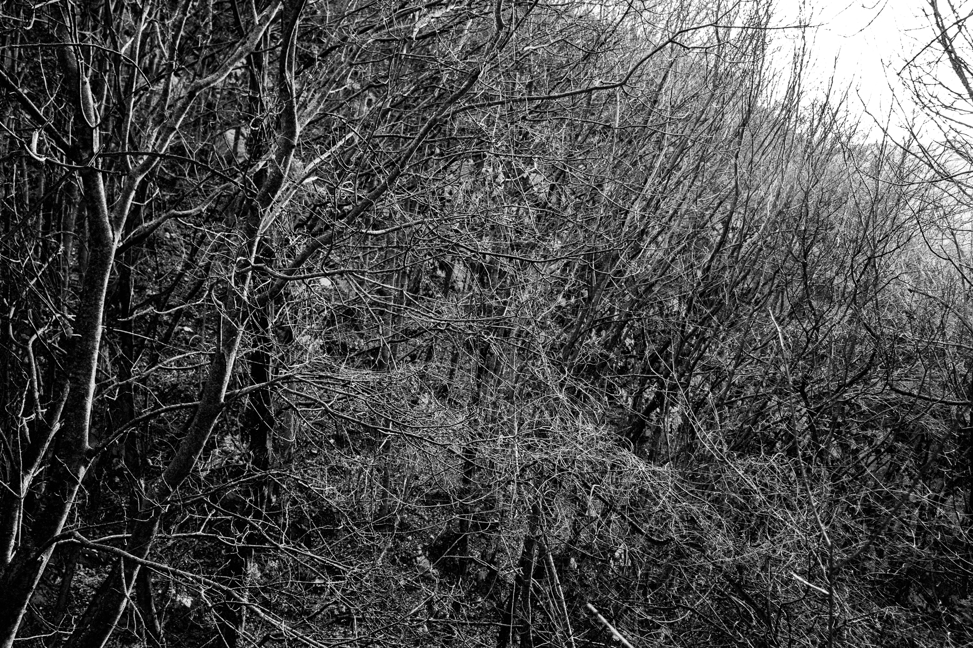 Boscaglia solarizzata circa