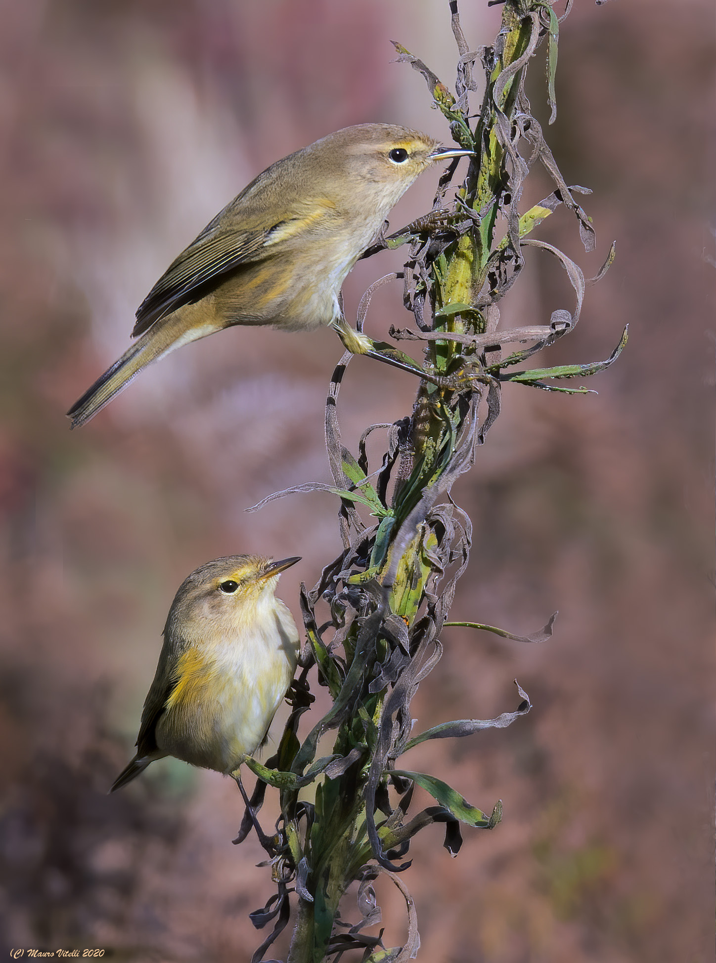 The couple, Luì little.