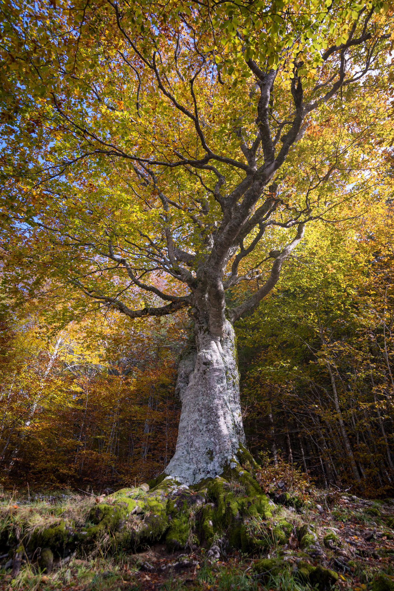 La sovranità della natura
