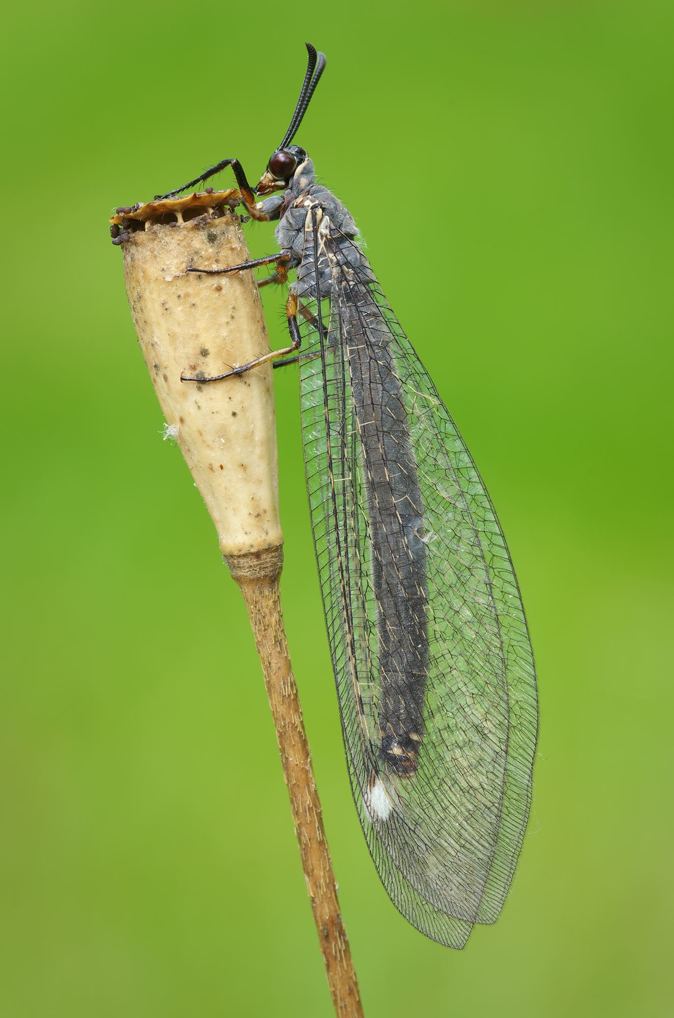 Myrmeleon formicarius